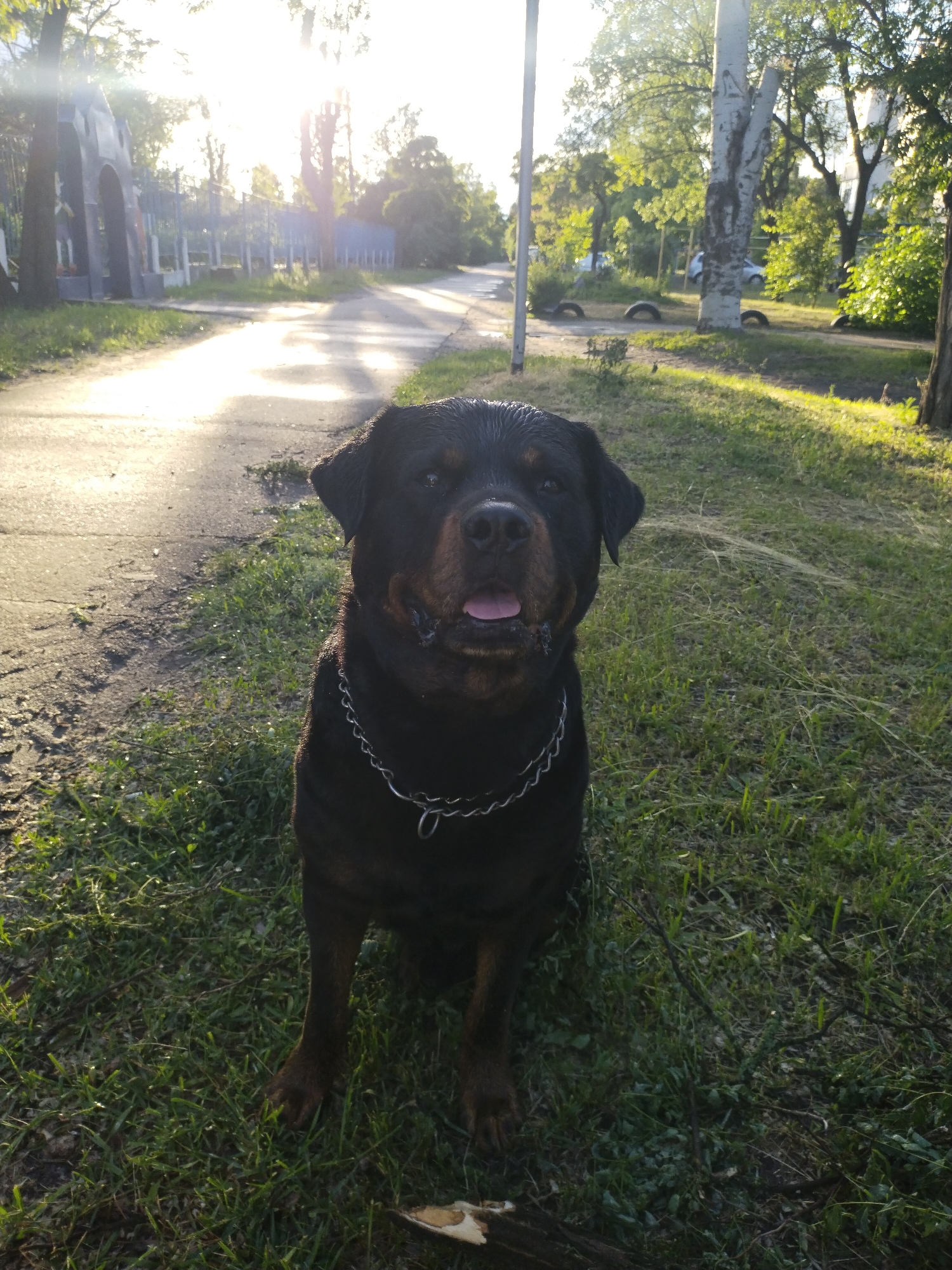 A medium shot captures a Rottweiler sitting on grass. The dog has a chain collar and its mouth is slightly open, revealing its pink tongue. The background features a park with a paved path and trees, with a bright light in the distance, suggesting either sunrise or sunset. In the background of the park, a building with archways can be seen behind a fence. Several old tires can be seen in the grass of the park. The photo was taken outdoors. The location is Horishni Plavni, Ukraine.