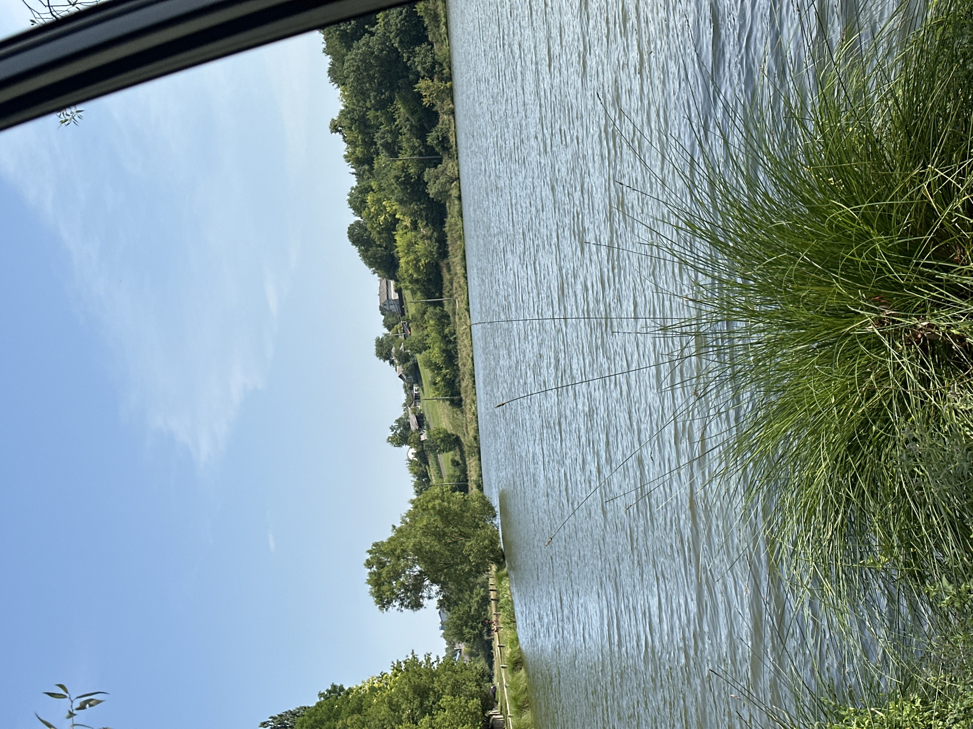 An outdoor, eye-level, vertical shot captures a serene lake scene on a clear, sunny day in Makiv, Ukraine. The foreground is dominated by a cluster of tall, green grass and reeds. Beyond this, a calm, blue lake stretches towards a tree-lined shore. The trees on the shore are lush and vibrant green, interspersed with a few houses and buildings nestled on a gently sloping hill. The sky above is a bright, clear blue with a few wispy white clouds. The overall atmosphere is peaceful and natural.