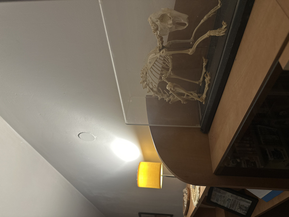 The scene depicts an interior room in Plovdiv, Bulgaria. A complete articulated skeleton of a quadruped, likely a small to medium-sized mammal such as a cat, is the primary subject. The skeleton is preserved within a clear acrylic display case, positioned on a dark rectangular base. It is posed in a low, forward-moving stance, with the skull facing right. This display rests on a light-colored wooden shelf, part of a multi-tiered shelving unit. To the left of the skeleton, another section of the wooden shelving displays a white, woven circular mat adorned with several small, pale shells or stones. Below this, a dark-framed picture leans against the back of the shelf, partially obscuring a blue object, possibly a book. A table lamp, featuring a bright yellow, vertically ribbed cylindrical shade, is illuminated and positioned on a lower section of the wooden shelving to the left. Its light casts a strong glare on the upper section of a light-colored wall, revealing a circular indentation or fixture centrally on the wall above the lamp. The ceiling is also light-colored. No individuals are present, and no specific actions or interactions are occurring within the frame.
