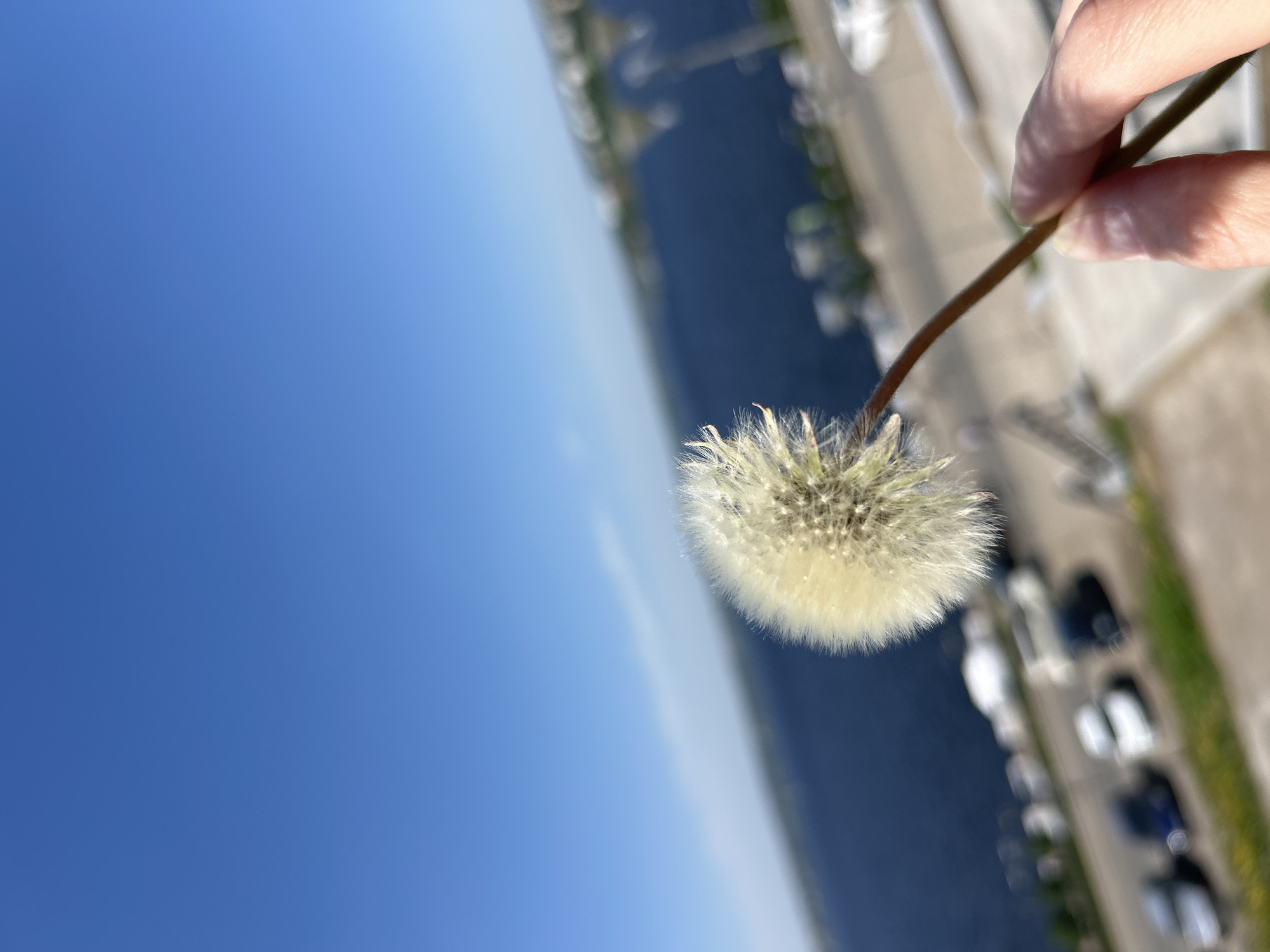 Here is a forensic description of the image:
The image shows a dandelion in the foreground held by a light-skinned hand. In the background, an out-of-focus cityscape is visible. The body of water and the street with parked cars suggest an urban setting near a river or lake. The bright blue sky indicates clear weather conditions. Based on visual landmarks, the location is identified as Izhevsk, Russia. Specifically, the scene is likely along the Izhevsk Reservoir embankment.