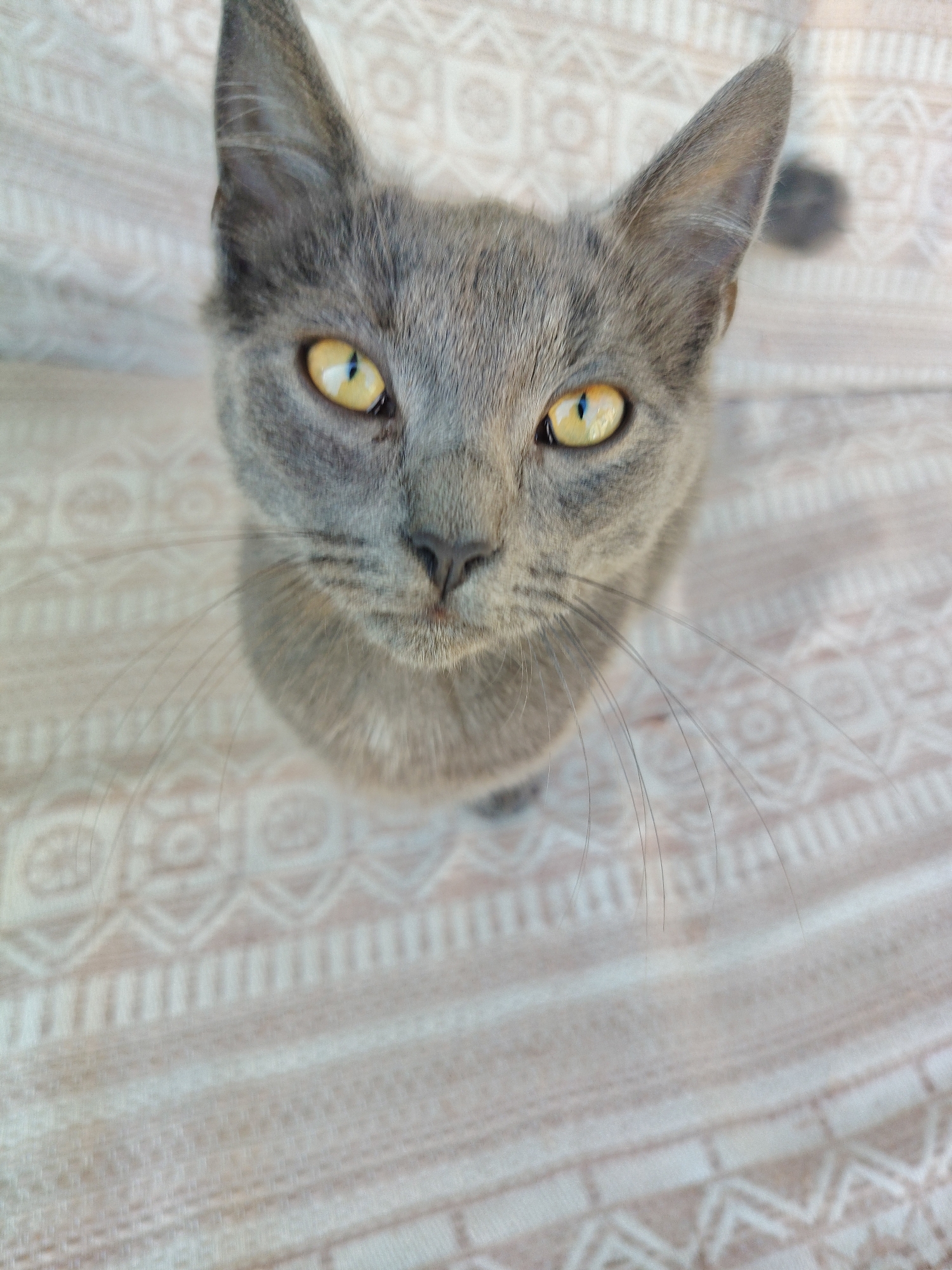 This is a close-up, high-angle shot of a gray cat with yellow eyes looking directly at the camera. The cat's face fills most of the frame, with its ears pointed upwards. The background is a light-colored fabric with a patterned texture, possibly a sofa or blanket. There are no people or other discernible objects present. The image does not contain any information that would place it in Volokonovka, Russia, or any other specific city.