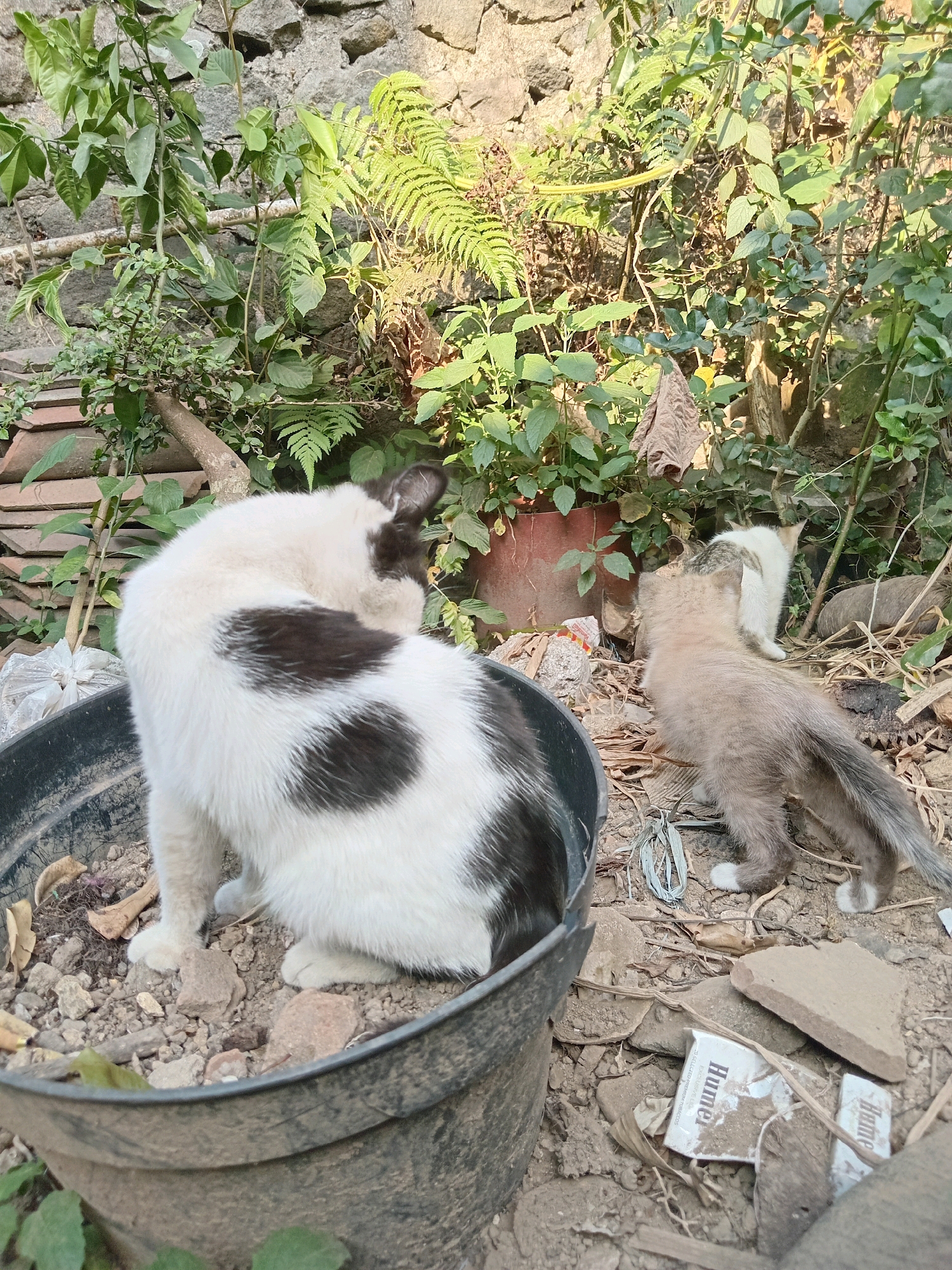 The image shows an outdoor scene with several cats amidst overgrown vegetation and debris. In the foreground, a black and white cat is seated in a black plastic pot filled with soil and small stones, facing away from the camera and grooming its fur. To the right of the pot, a small, light brown and white kitten is standing, also facing away, with its tail extended. Behind the kitten, another cat, predominantly white with some grey markings, is partially visible. The environment is characterized by a stone wall in the background, various green plants including ferns, a terracotta pot, and scattered debris such as dried leaves, twigs, and what appears to be cigarette packaging. The ground is uneven and composed of dirt and stones. The scene is well-lit by natural sunlight. The image was taken in Claket, Indonesia.
