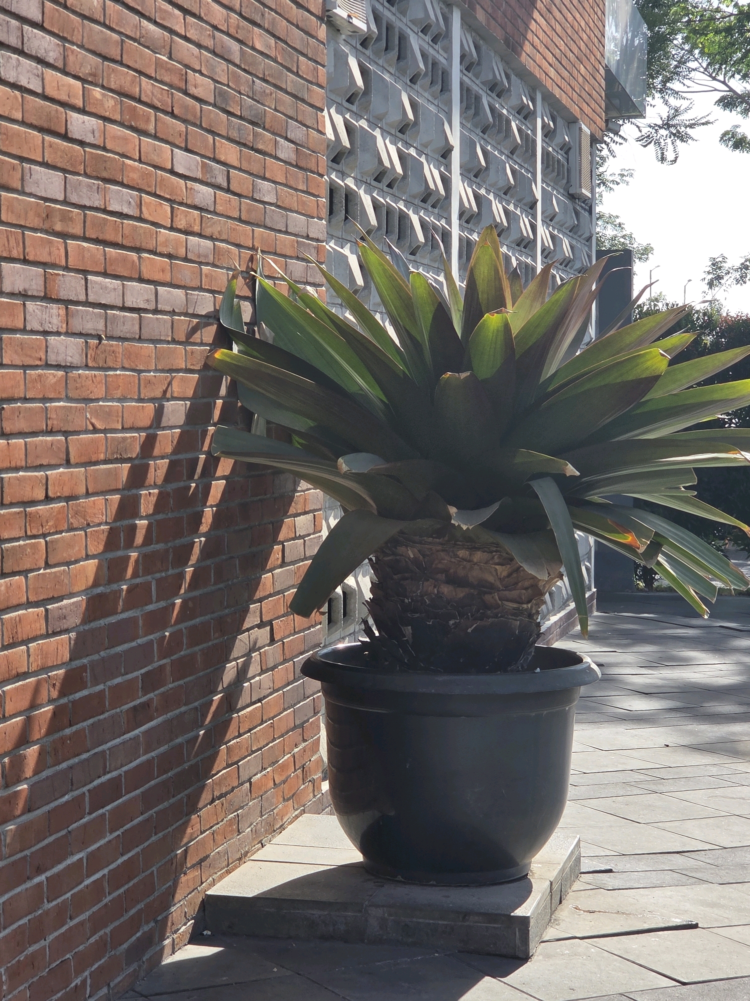 In the city of Bandung, Indonesia, a large potted plant sits on a paved sidewalk next to a brick wall. The plant, with its broad, spiky green leaves, casts a distinct shadow on the wall. The wall is constructed of reddish-brown bricks, and behind it, a portion of a building with a textured, concrete facade is visible. The sunlight highlights the sharp angles and geometric patterns of the building's exterior. The paved ground is composed of interlocking stone tiles. A black plastic pot contains the plant. The scene appears to be an outdoor urban setting, possibly a courtyard or walkway.