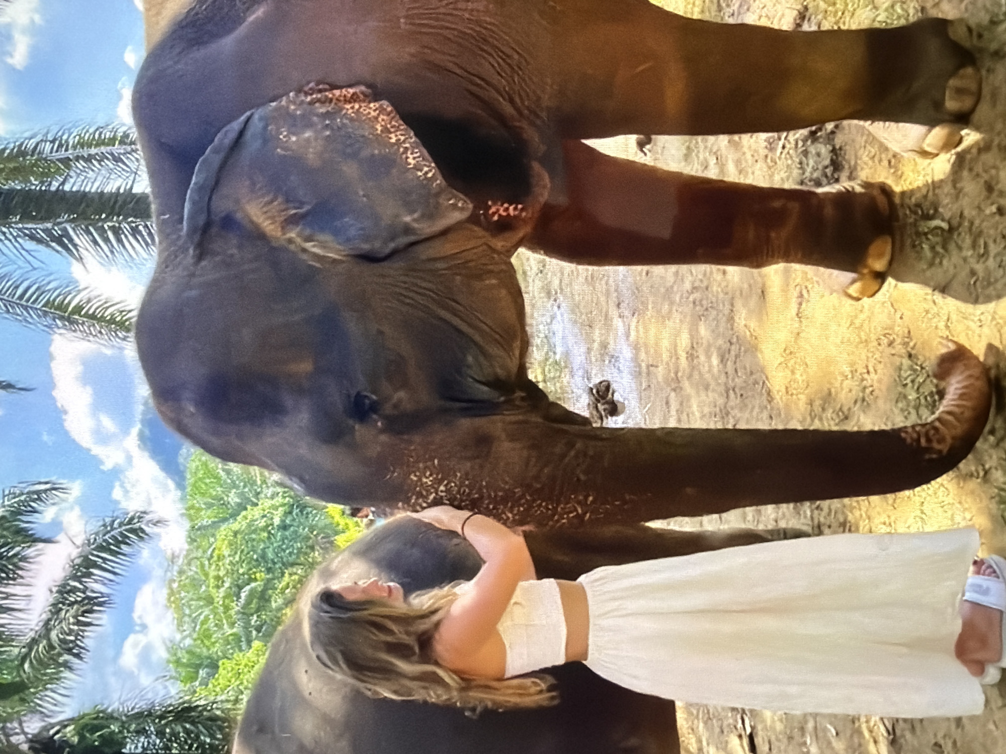 A young woman is pictured interacting closely with a large, dark-skinned elephant in an outdoor setting. The image is oriented vertically, but when viewed correctly, the elephant is on the left and the woman on the right, facing it.
The elephant is dark grey-brown with visibly textured, wrinkled skin. Its head and trunk are prominent, with the trunk extending towards the woman. What appear to be small tusks or the base of tusks are visible, suggesting it might be a female elephant or a young male with developing tusks. There are specks of straw or dirt on its head and back, indicating its natural environment. The elephant appears calm and still.
The woman has long, wavy blonde hair and is wearing a white strapless crop top and a long, flowing white skirt. White sandals are visible on her left foot. She is positioned close to the elephant, with her arms gently extended to touch its trunk or head area. Her body language suggests a tender and affectionate interaction. Her face is turned towards the elephant, though her exact expression is not clearly visible.
The background features a bright blue sky with scattered white clouds. Lush green foliage and the fronds of palm trees are visible, indicating a tropical or sub-tropical environment. The ground appears to be dry dirt or mud. The scene takes place during the daytime, under bright sunlight. There is no visible text in the image.