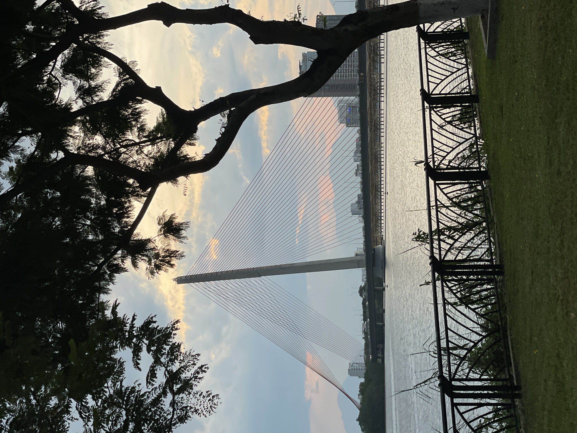 This media file, captured in Da Nang, Vietnam, depicts a scenic view of a modern cable-stayed bridge spanning a wide river. The foreground is dominated by the silhouetted branches of a large tree, with lush green grass and an ornate black metal fence bordering the riverbank. The river itself reflects the soft, diffused light of the sky, suggesting it is either dawn or dusk.
The bridge is the central object, characterized by its tall, slender pylon and a fan of numerous red cables that gracefully support the roadway. In the background, a city skyline with several buildings is visible, hinting at the urban environment surrounding the natural beauty of the river and the bridge. The sky is a canvas of soft clouds, with streaks of warm light, possibly from the rising or setting sun, painting the atmosphere with a gentle hue.
The overall mood is serene and tranquil, with the natural elements of the tree and the river harmonizing with the man-made structure of the bridge. No people are visible, and no text is present in the image. The time of day appears to be either early morning or late evening, and the weather seems calm. The presence of the cable-stayed bridge and the general landscape strongly suggests a location in Da Nang, Vietnam, likely overlooking the Han River.