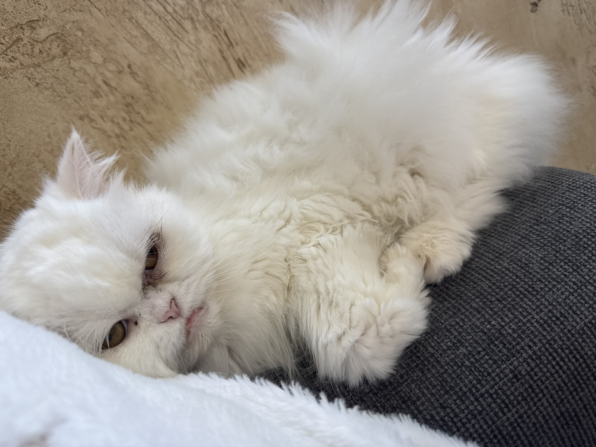 A fluffy, white cat with amber eyes and a pink nose rests on a white blanket that is placed on a gray, textured surface. The cat is lying down and is facing slightly towards the left. The background consists of a beige textured surface. The location is unspecified but presumed to be indoors, potentially within a home. There is no evidence to suggest Burgas, Bulgaria. There are no people in the image.