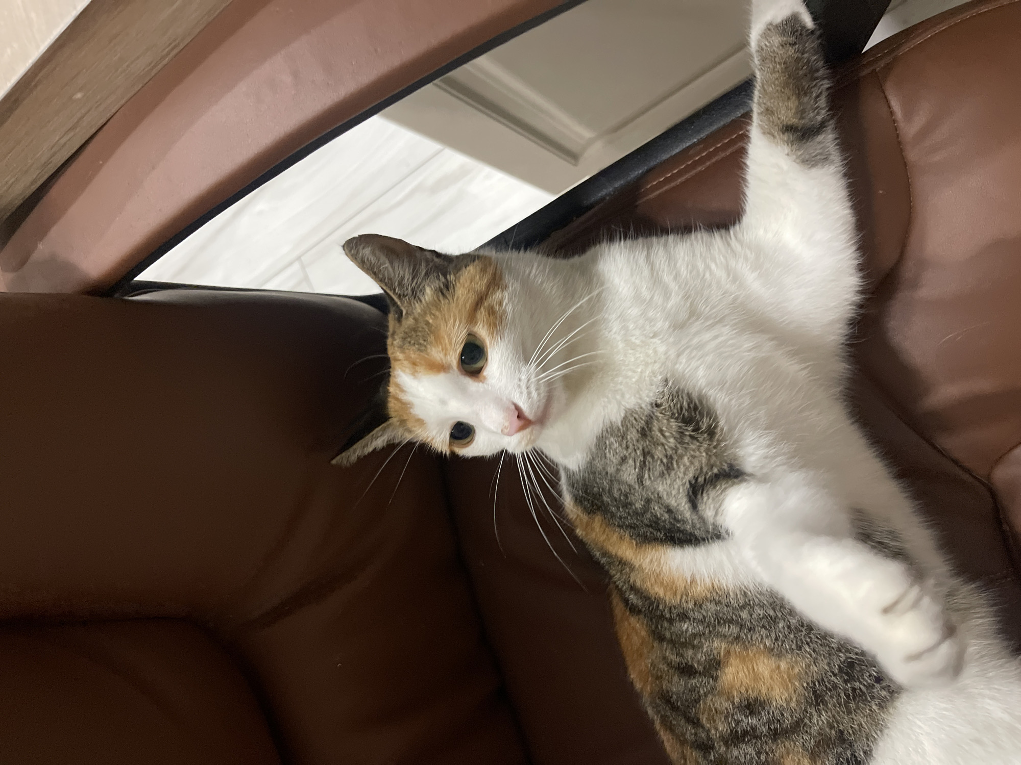 A calico cat with white, orange, and grey patches is lying on a brown leather office chair. The cat is facing to the left with its head turned slightly towards the viewer. Its eyes are open and appear to be green. Its paws are resting on the seat of the chair, with one paw slightly extended. The background shows a wooden chair back and a white wall with a door. The scene is indoors, likely in a home or office. The image does not provide any information about the city of Stavropol, Russia.