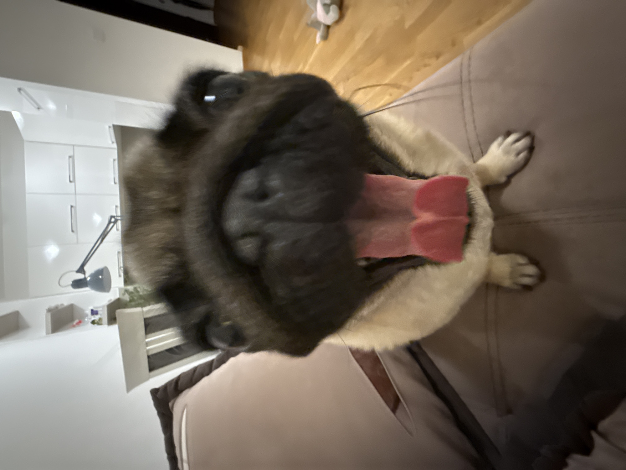 In this close-up, low-angle shot, a pug dog is the prominent subject, captured as it yawns widely, displaying its pink tongue and the roof of its mouth. The dog's face is dark and furry, with its eyes partially visible. It appears to be resting on a couch, with a portion of its white and tan fur visible along with one of its paws resting on the sofa's textured surface. The background is blurred but suggests an indoor setting with wooden flooring and what appear to be white cabinets with handles. A desk lamp is visible in the mid-ground to the left, mounted on a white surface. The lighting suggests an indoor environment, possibly daytime due to the ambient light. The overall impression is one of a relaxed or perhaps sleepy dog in a home setting.