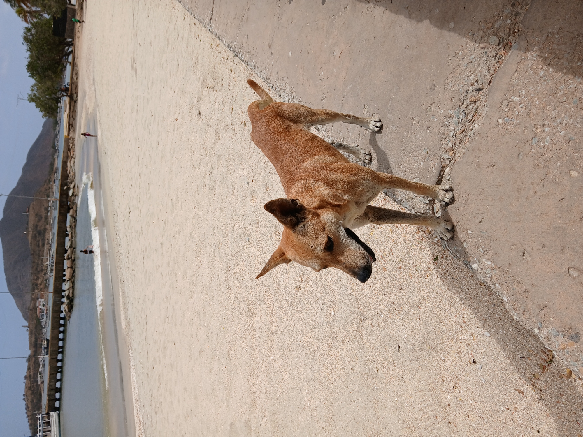 A medium-sized, tan-colored dog stands on a sandy surface near a concrete edge. The location is a beach next to water with a breakwater extending into the sea. The background shows a hilly landscape with buildings visible in the distance. This scene is located in Juan Griego, Venezuela.