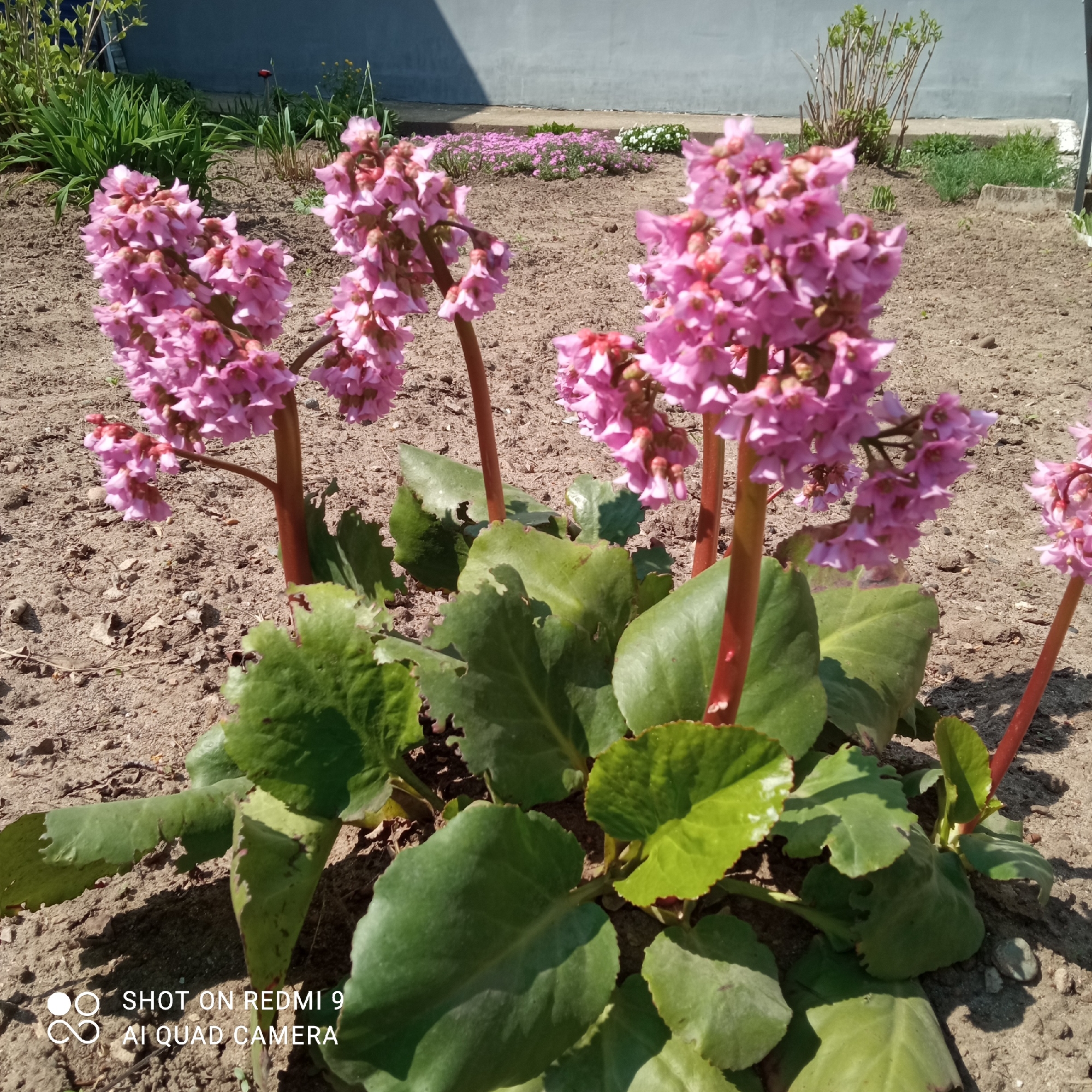 The image depicts a group of blooming Bergenia crassifolia plants, commonly known as heartleaf bergenia or elephant-ears, in a garden setting. The plants feature large, leathery green leaves and tall, upright stalks topped with clusters of pink flowers. The surrounding soil appears to be dry and reddish-brown. In the background, a gray building and other garden vegetation are visible. The photo was taken in Chaikovsky, Russia. The watermark at the bottom of the image indicates that it was taken with a Redmi 9 AI Quad Camera.
