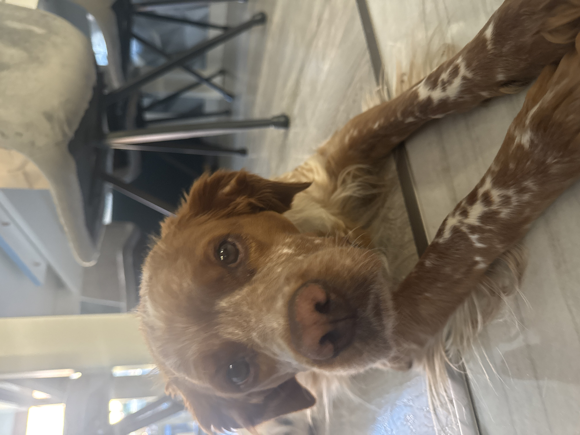 A close-up, eye-level shot focuses on the head and front paws of a medium-sized dog lying on a light-colored tiled floor. The dog has brown and white fur, with brown markings on its head and white patches scattered across its body and paws. Its eyes are dark and appear to be looking directly at the camera. The dog's nose is a dark pinkish-brown. In the background, out of focus, are parts of modern dining chairs with metallic legs, and a hint of a bright, sunlit interior, possibly a restaurant or cafe. The lighting suggests it is daytime. The exact location in Sofia, Bulgaria cannot be determined from the visual information provided.