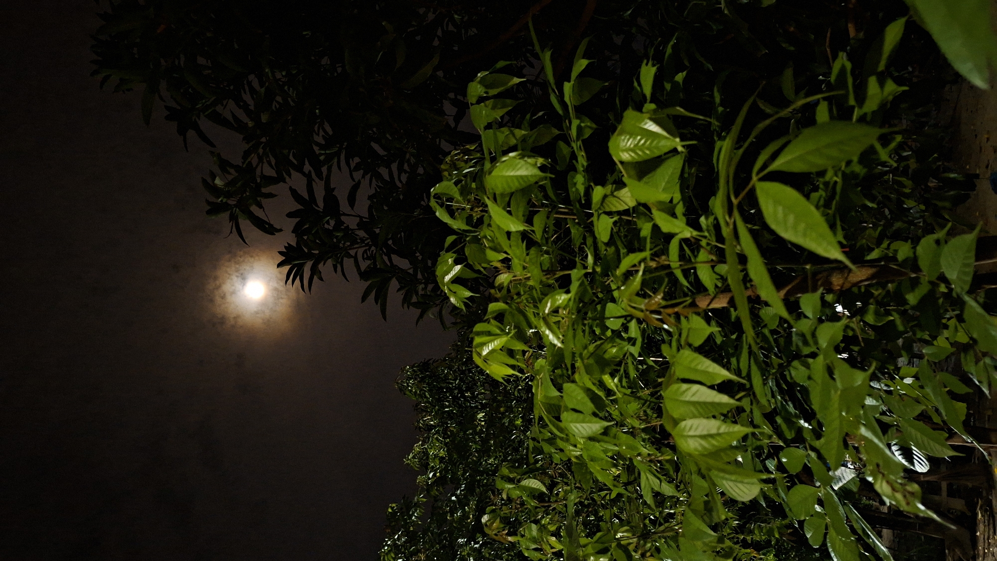 The image shows a nighttime scene with a bright full moon partially obscured by clouds in a dark sky. In the foreground, lush green leaves of trees are illuminated by the moonlight, creating a dramatic contrast against the dark background. The foliage appears dense, with individual leaves clearly visible and reflecting the light. The overall atmosphere is serene and natural. The location is identified as Kutaglumpang, Indonesia.
