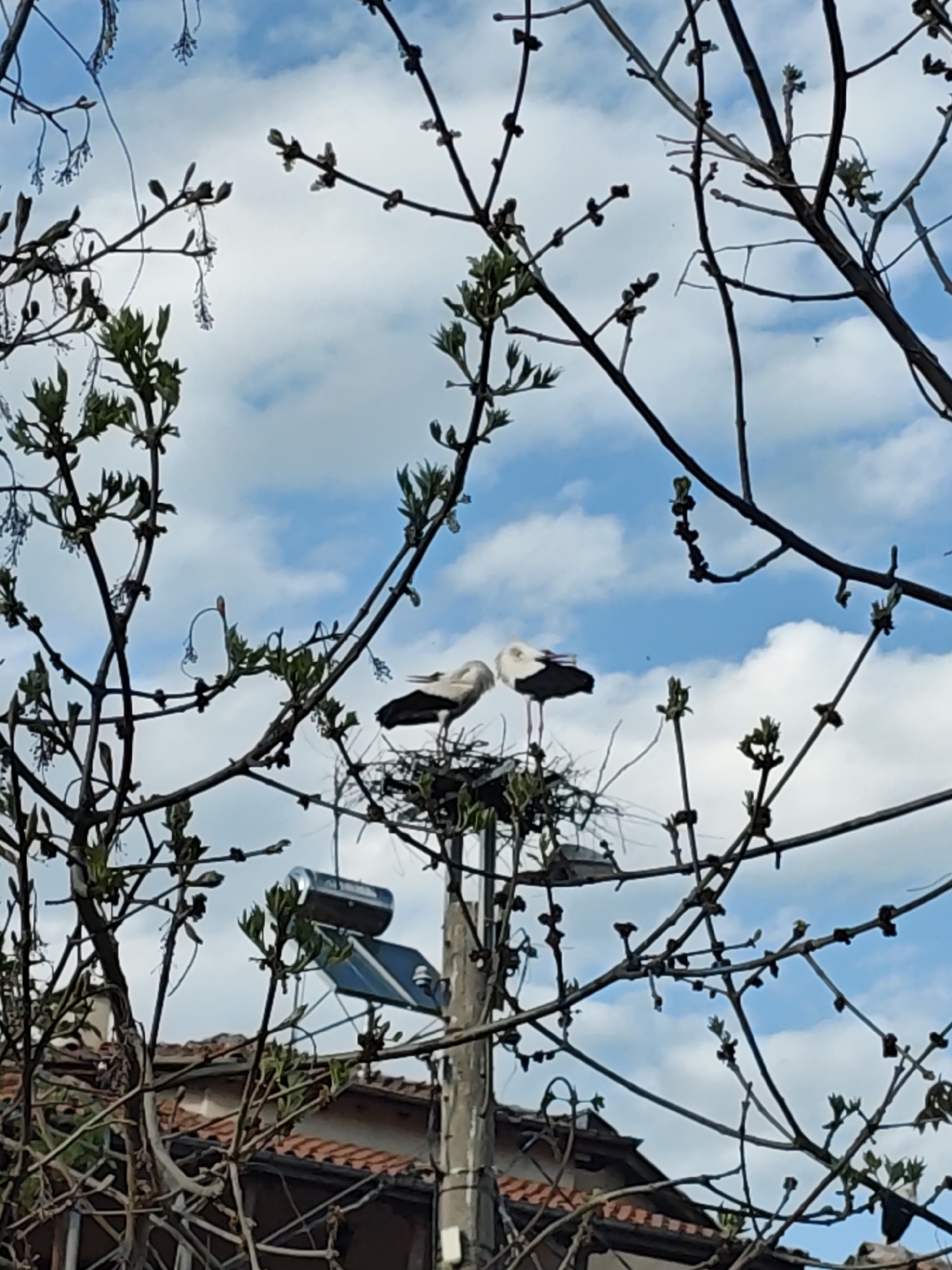 Two storks are standing in a nest atop a utility pole in Kulata, Bulgaria. The pole also has a light fixture attached. The storks are white with black wing tips. Bare tree branches with budding leaves surround the nest. A partly cloudy blue sky is in the background. The roof of a building with a solar water heater is visible below.