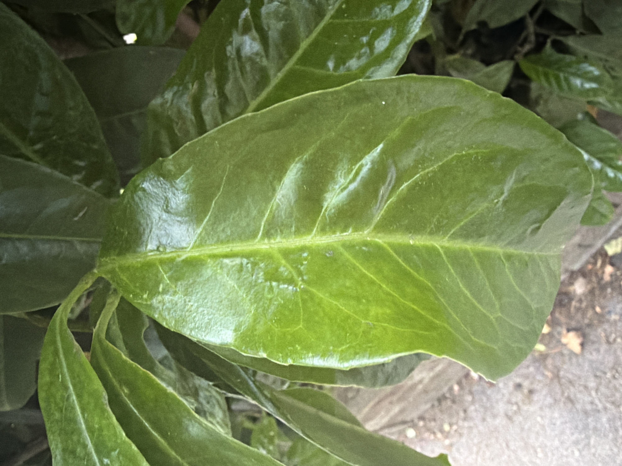 The primary subject is a single, prominent, vibrant green leaf, centrally positioned and occupying the majority of the frame. The leaf has an ovate shape with a slightly wavy margin and a glossy surface, indicative of moisture or a waxy texture, displaying several bright highlights. A distinct central vein and a network of secondary veins are clearly visible across its surface.
Behind and partially surrounding the main leaf are other green leaves of varying shades and levels of focus, suggesting a dense plant or shrub. The background transitions from blurred foliage to an outdoor ground surface in the lower third of the image. This ground appears to be a light grey concrete or paved pathway, showing texture and scattered small, dried brown leaf debris and dirt. A darker grey, linear element, resembling a curb or a concrete edge, is visible separating the plant area from the pathway.
No individuals, animals, or discernible human-made objects other than the implied paving are present. The scene is illuminated by natural light, casting no harsh shadows. The image depicts an outdoor botanical close-up.
The scene is situated in Maidstone, United Kingdom, as specified; however, this geographical location is not visually ascertainable from the image content itself.