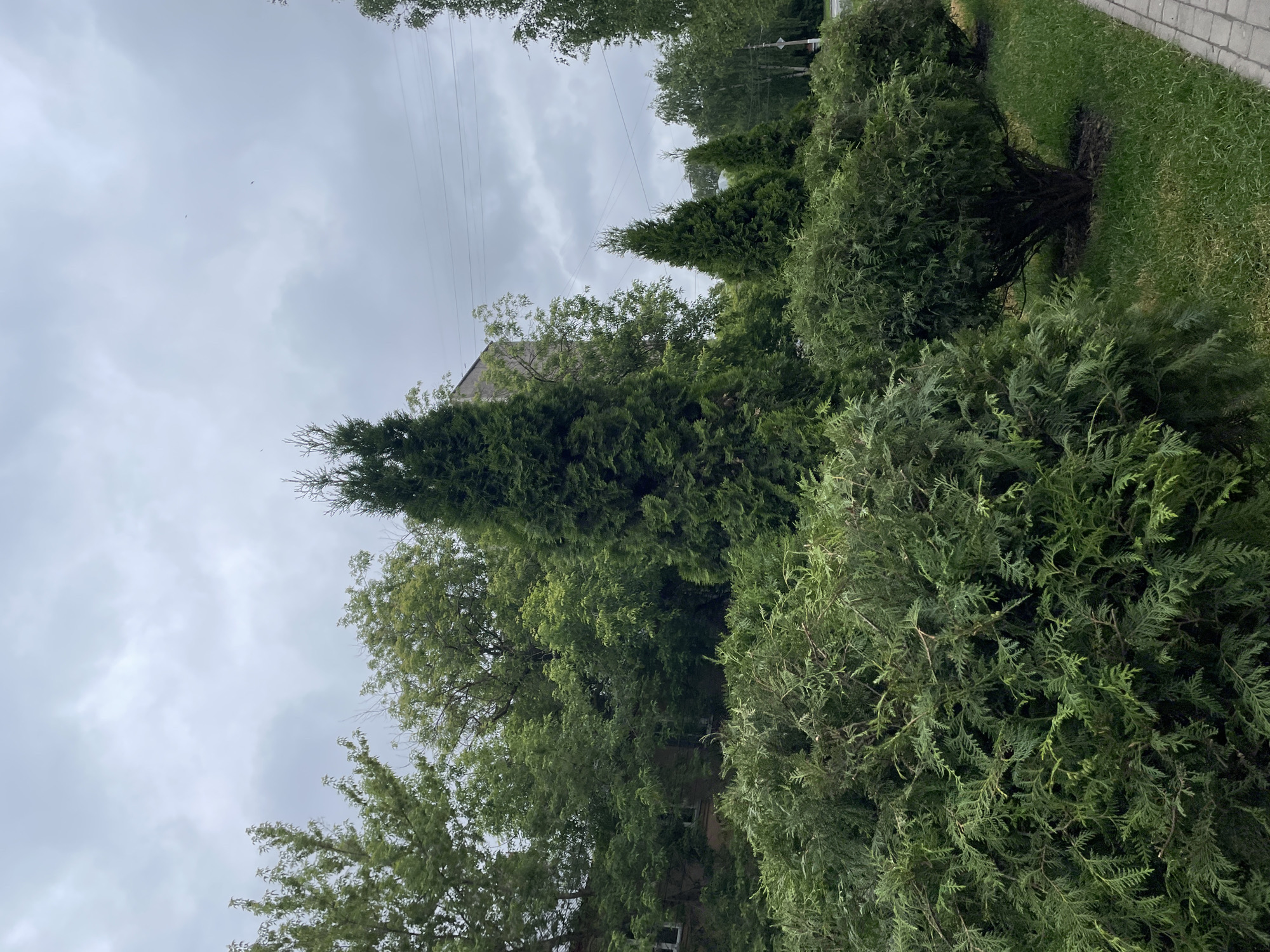 This detailed description pertains to an outdoor scene depicting a well-landscaped urban or suburban green space in the city of Izhevsk, Russia. The image was captured on an overcast day, evidenced by the uniformly grey, cloudy sky that occupies approximately the top third of the frame. In the upper middle section of the sky, a few indistinct, dark specks are faintly visible, possibly distant birds or debris.
The foreground and midground are dominated by dense, vibrant green vegetation. Along the bottom left, a continuous line of dark green coniferous shrubs, likely *Thuja* (arborvitae), exhibits closely packed, scale-like leaves and appears to be well-maintained, potentially part of a hedge. Behind these shrubs, a row of three conical evergreen trees, also consistent with *Thuja* species, stands prominently. The central tree is the tallest and most visually dominant, flanked by two smaller, similarly shaped trees to its right. Further back and interspersed among these evergreens are numerous deciduous trees with lighter green foliage, indicating late spring or summer conditions. Some of these trees appear to have lighter bark, possibly birch.
To the immediate right of the foreground vegetation, a strip of green grass runs parallel to a paved walkway constructed from grey rectangular pavers. The grass shows some variation in density and color, with a few bare patches of soil visible underneath the shrubs. The paved walkway extends along the right edge of the frame, receding into the distance.
In the background, behind the dense greenery, architectural elements and infrastructure are visible. On the far left, a portion of a multi-story building with light-colored walls (possibly grey or beige) and rectangular windows is partially obscured by trees. Extending across the upper midground, multiple horizontal utility lines (likely electrical or telephone) traverse the scene. A wooden utility pole is visible on the far right, positioned near the apparent edge of the landscaped area. The overall scene suggests a public park, a street verge, or a residential green area.
No people, animals, or vehicles are present or engaged in any actions or interactions within the frame. The scene is static and devoid of human activity.