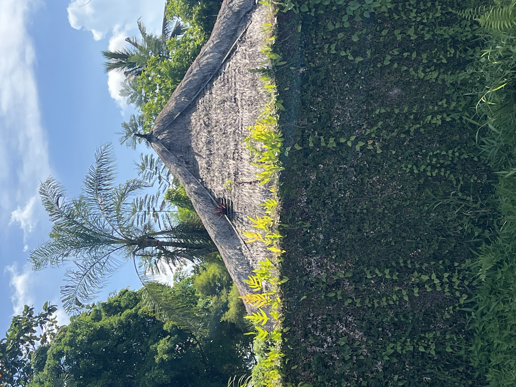 The image shows a building with a thatched roof covered in vegetation in Petulu, Indonesia. A palm tree is visible on the left side of the building. The sky is blue with some clouds. Dense greenery surrounds the building.