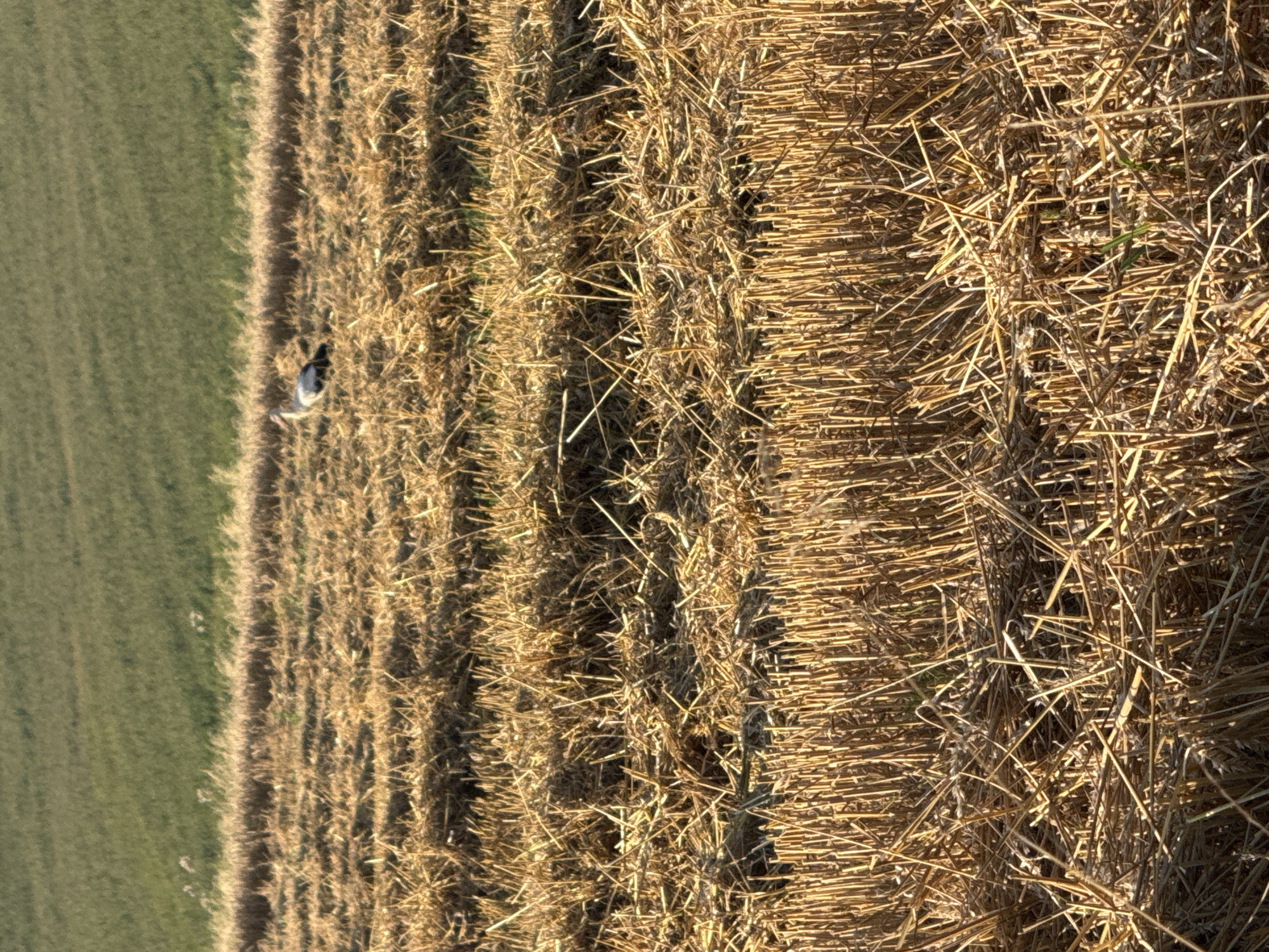 A solitary stork stands in a field of harvested wheat, its white and black plumage contrasting with the golden stubble. The field is bathed in warm, late afternoon sunlight, casting long shadows across the straw. In the background, a strip of green vegetation separates the wheat field from a distant, blurred green hill. The stork appears to be foraging, its head lowered. The scene is peaceful and rural.