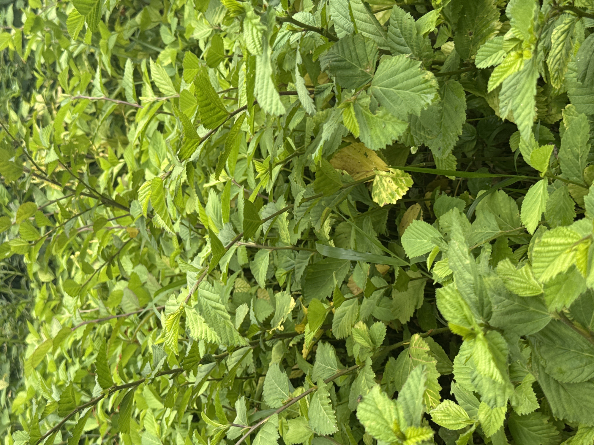 The image shows a dense thicket of leafy plants with green and yellow-tinged leaves, seemingly growing wild. The plants are tightly packed together, obscuring the ground beneath. Thin branches are visible among the foliage. The image is taken at ground level, offering a close-up perspective of the plant life. The location is specified as Oboama, Nigeria, but there is no additional contextual information about the setting. The image primarily depicts the vegetation itself.