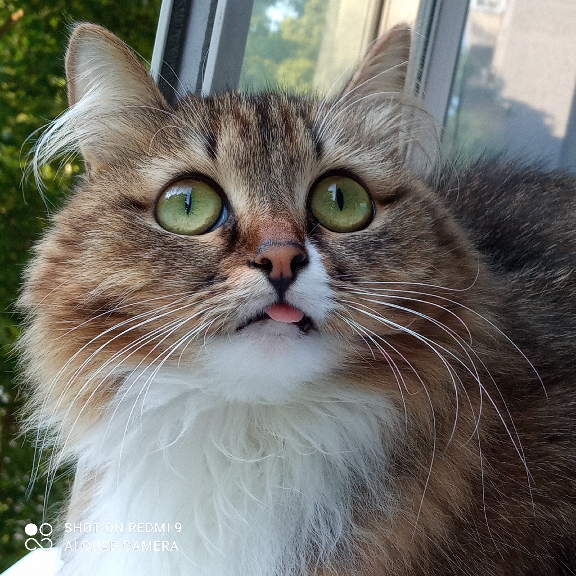 A close-up, eye-level portrait features a domestic long-haired cat with striking green eyes, looking upwards with an expression of curiosity or surprise. The cat has a mix of brown, black, and white tabby markings, with a prominent white chest and chin. Its fluffy fur is clearly visible, along with numerous long, white whiskers fanning out from its muzzle. A small pink tongue is playfully sticking out ("blep"), and its nose is pink. White tufts of fur are noticeable inside its ears.
The background, viewed through a window, is blurred but clearly shows lush green foliage, suggesting an outdoor, natural setting during daytime. Parts of a window frame are also visible on the sides. The bright, natural lighting highlights the cat's features and fur texture. In the bottom-left corner of the image, a watermark reads "SHOT ON REDMI 9" and "AI QUAD CAMERA." The photograph was taken in Chaikovsky, Russia.