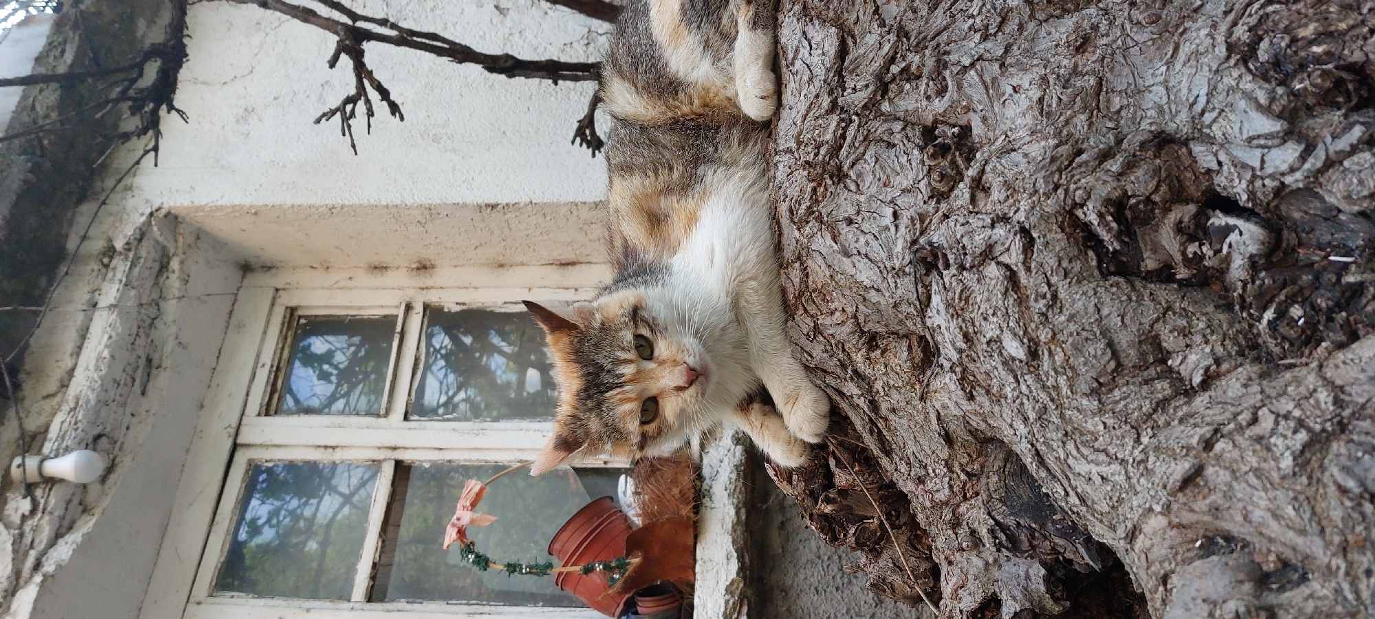 A medium, angled, eye-level shot shows a calico cat clinging to the bark of a large tree, located near a whitewashed building with a window and a light fixture. A hanging potted plant is visible. The photo appears to be taken outdoors, likely in the Yagodovo area of Bulgaria. There is no visible human presence in the image.