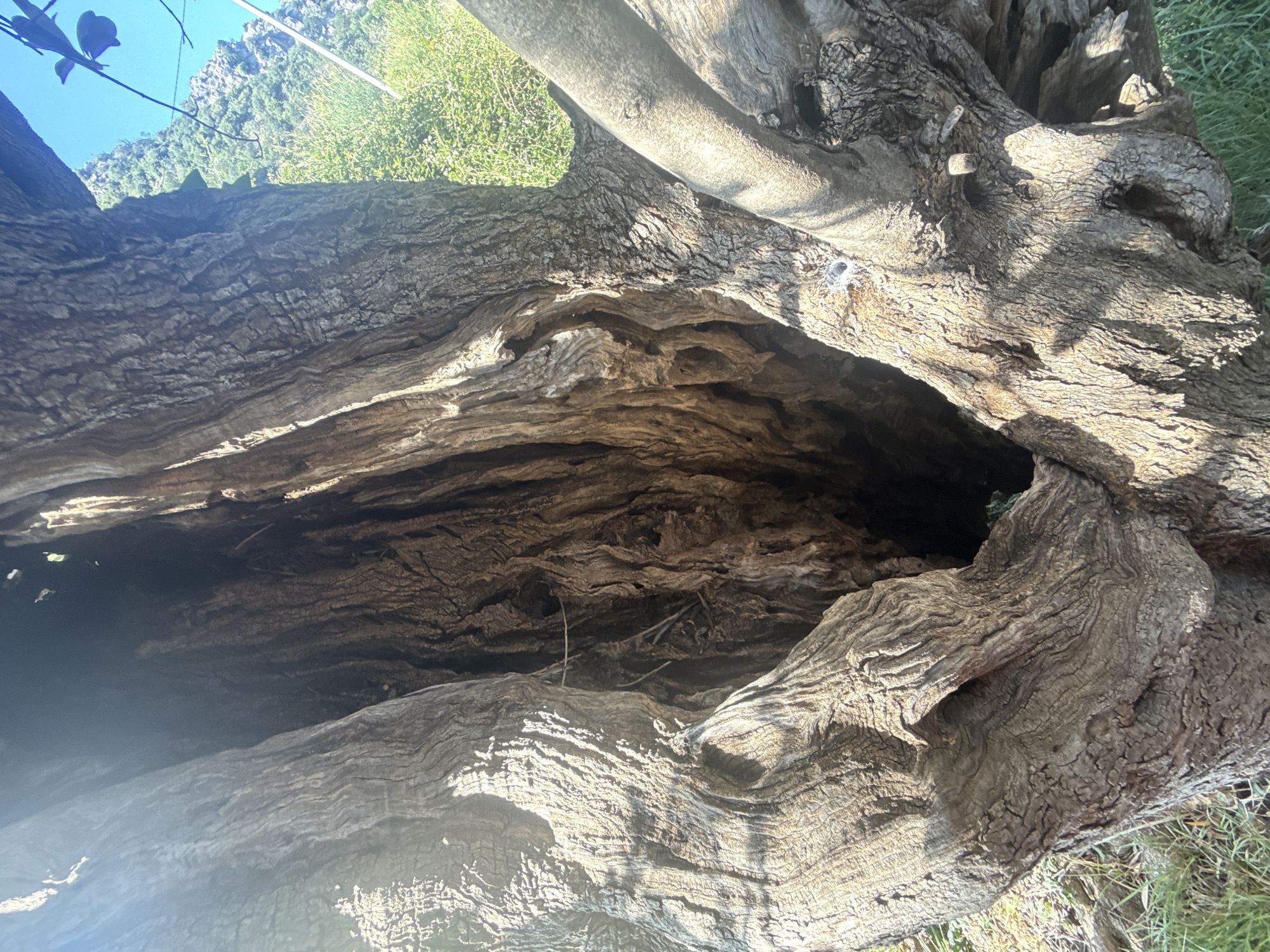 A close-up, upward-facing shot captures the textured, weathered interior of a large, hollowed-out tree trunk. The bark is deeply grooved and appears ancient, with light filtering in from the top, illuminating the dark, cavernous space within. Branches extend from the trunk, some thick and gnarled, others thinner and reaching outwards. In the background, blurred green foliage and a steep, rocky hillside are visible under a bright blue sky. The scene is set outdoors, in a natural environment, likely in or near the city of Rafailovići, Montenegro. No people or specific actions are depicted. The focus is solely on the natural decay and structure of the tree.