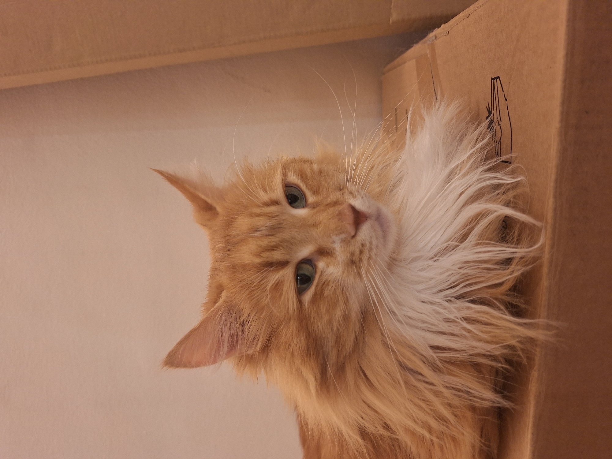A close-up, indoor shot depicts an orange cat with long fur, likely a Maine Coon, tilted towards the camera. The cat's face is prominent, displaying green eyes and long white whiskers. Part of the cat's body is obscured by a cardboard box, which is located on the right side of the frame. The background includes a light peach-colored wall and a horizontal surface of the same color above the cat, possibly a shelf. The setting appears to be a domestic environment. The location is not discernible as being in Varna, Bulgaria, based on the visual information provided.