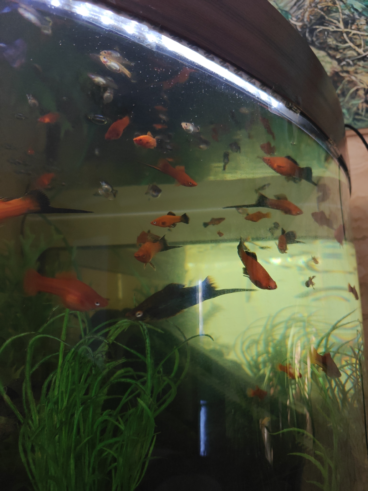 A diverse group of small, brightly colored fish swim in a large, curved aquarium filled with green aquatic plants. The aquarium appears to be situated in an indoor environment, possibly a home or a pet store, given the presence of a patterned wallpaper in the background. The lighting from above the aquarium casts a slight glow on the water's surface. The fish are predominantly red, orange, and black, with some exhibiting yellow or white markings. They are actively moving within the water, some swimming horizontally, others vertically, and a few are partially obscured by the dense plant life. The overall impression is a vibrant underwater scene teeming with life. There are no people visible in the image. The location of Kotelva, Ukraine is not determinable from the visual information present in the image.