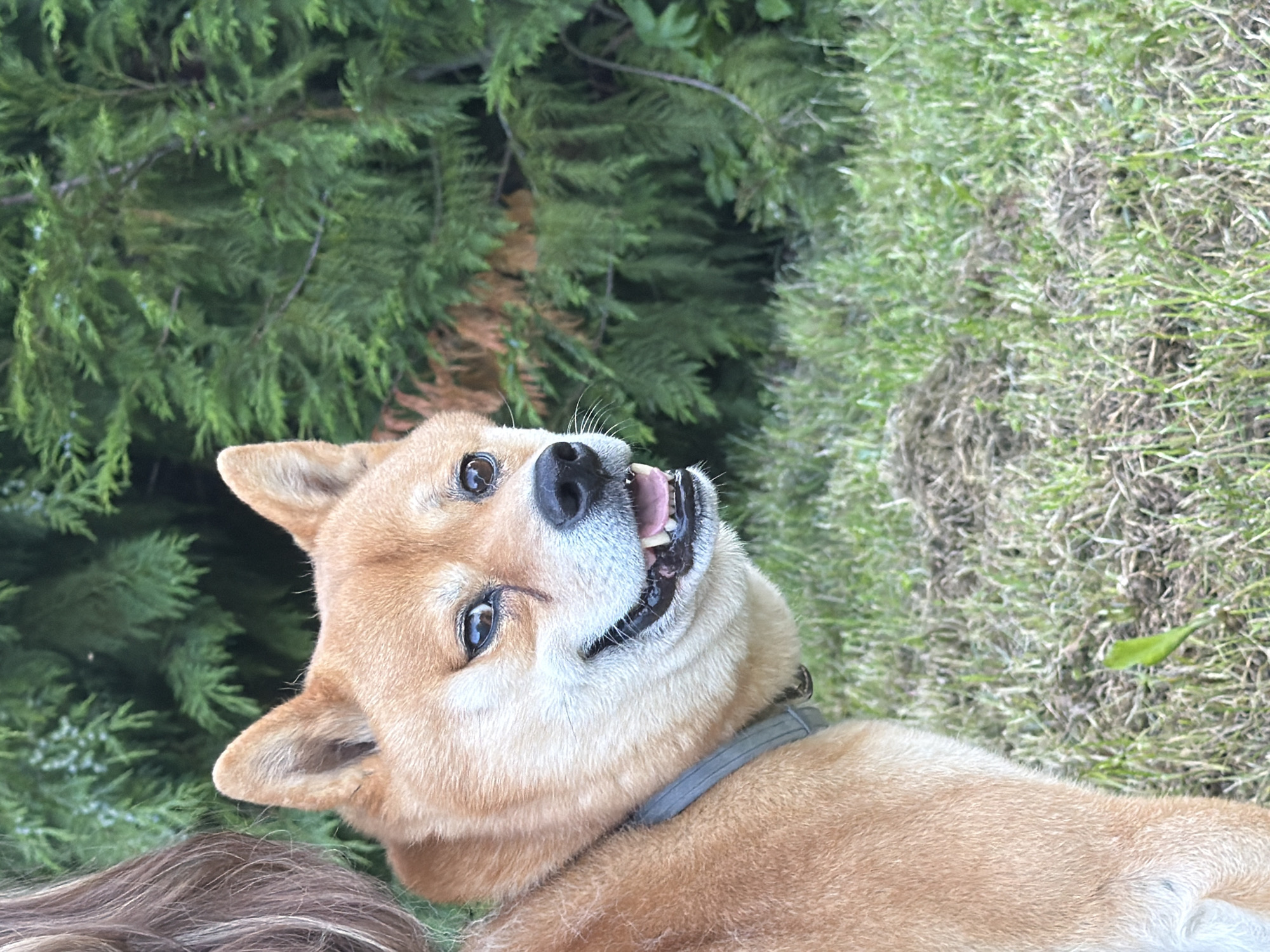 In Priseltsi, Bulgaria, a Shiba Inu dog with tan fur and erect ears is captured in a medium shot, looking over its left shoulder towards the camera. The dog's mouth is open, revealing its pink tongue and teeth, and its eyes are dark and alert. It wears a grey collar. The background consists of lush green foliage, suggesting an outdoor setting with dense vegetation, possibly in a park or garden area. The lighting is natural, indicating it is daytime.