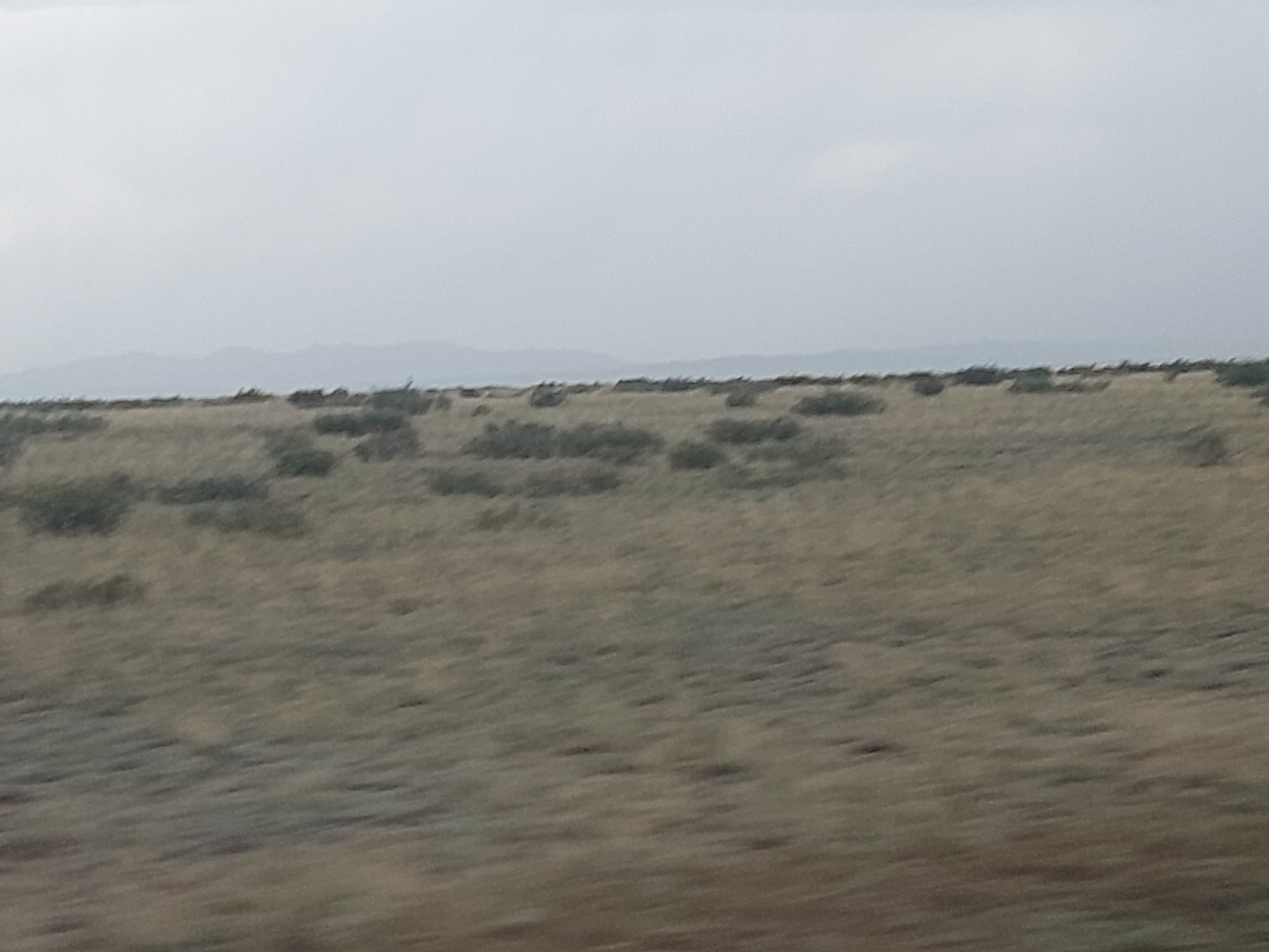 A landscape image captured from a moving vehicle shows a vast, flat, and sparsely vegetated area. The ground is covered in dry, light-brown grass with scattered, low-lying green bushes or shrubs. In the distance, a range of hazy, mountainous terrain is visible against a pale, overcast sky. The overall impression is of an arid or semi-arid environment. The image is blurry due to motion. The scene is not specific to any particular location in the city of Ақтоғай, Kazakhstan, but depicts a typical natural landscape that could be found in such a region. There are no people, specific objects, or discernible actions to describe.