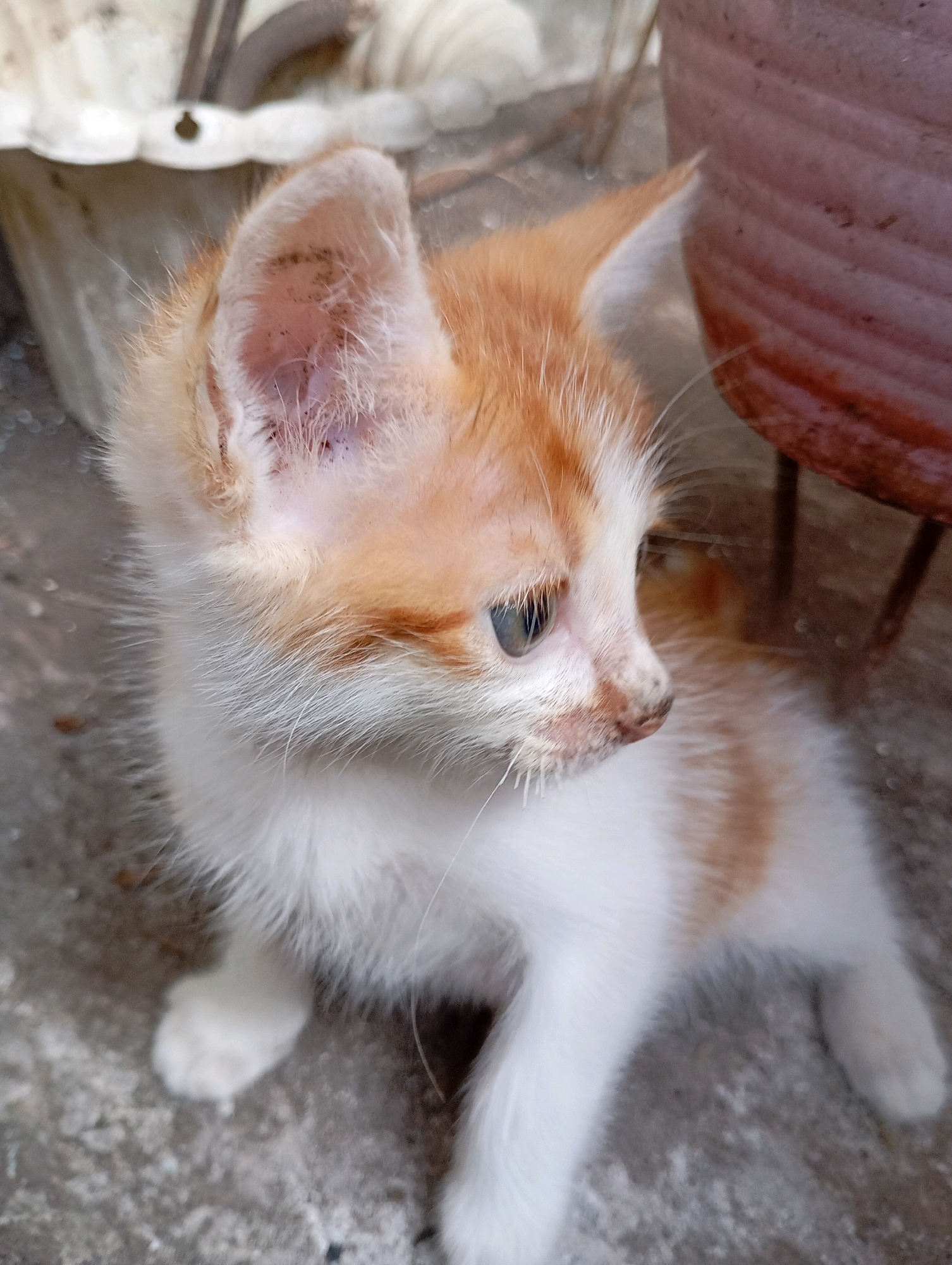 An orange and white kitten is sitting on a rough, gray concrete surface. The kitten is looking to the right of the frame with its head tilted slightly. Its ears are large and pointed, with one ear appearing to have some dark marks inside. The kitten's fur is fluffy and appears to be short. The background is out of focus, showing a textured, reddish-brown object to the right, possibly a pot, and some lighter-colored objects to the left, possibly a container or a plant. The scene appears to be outdoors, given the concrete and natural lighting. The kitten is the central subject, and its pose suggests it is alert and observing something.