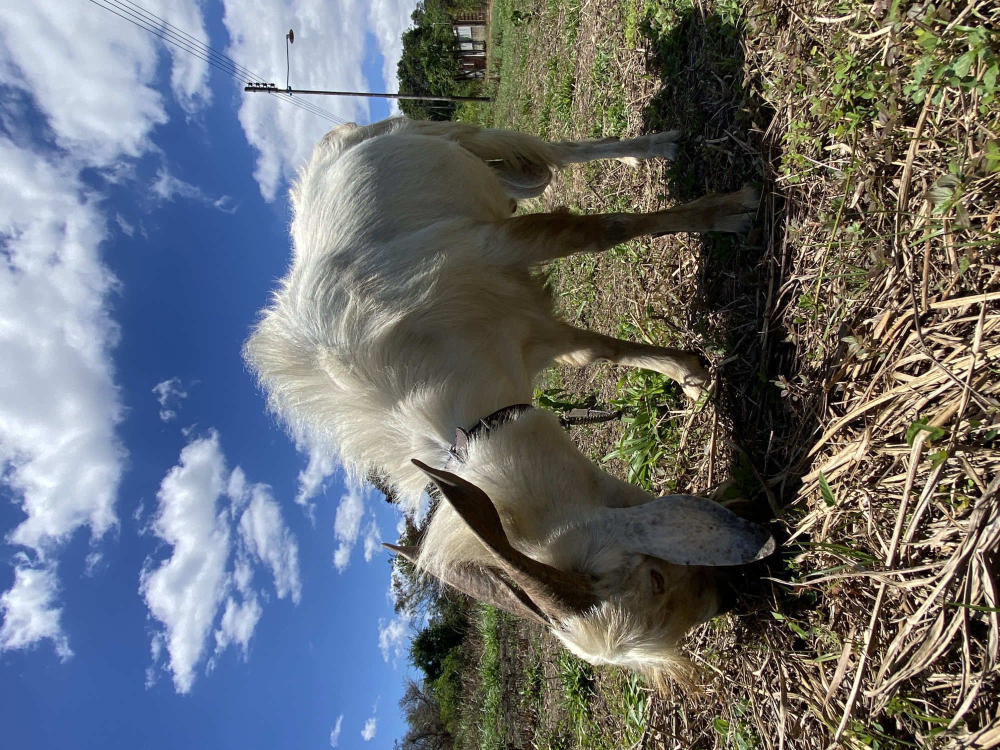 The image displays a large, white, shaggy-haired goat grazing in a sunlit, open field in Los Velásquez, Venezuela. The goat, possessing prominent, curved brownish-grey horns and long, drooping ears, has its head lowered, actively consuming ground vegetation. A dark-colored collar is visible around its neck. The ground consists of a mixture of dry, light-brown grass and straw interspersed with patches of green weeds and short grass. In the background, a clear blue sky with numerous white cumulus clouds dominates the upper frame. To the left, a dense line of green trees and foliage is visible. To the right, a utility pole with multiple overhead wires and a streetlamp fixture stands, with a light-colored building featuring a red-brown roof and additional green foliage further in the distance. The scene is brightly illuminated by direct sunlight, casting distinct shadows.