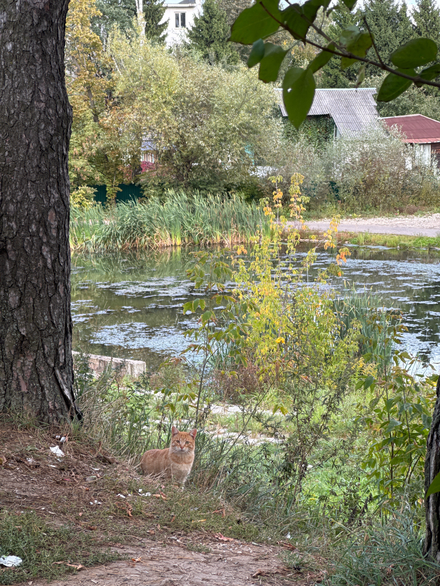 An orange cat sits in the foreground near the base of a large tree on the left side of the image. The cat is facing the camera, with its body angled slightly to the right. Behind the cat is a body of water with patches of aquatic plants. In the background, across the water, are several buildings, including a white house with a grey roof and a smaller building with a red roof, nestled among trees and vegetation. The scene appears to be a rural or suburban area in Novoivanovskoe, Russia, possibly near a pond or small lake. The overall atmosphere is natural and somewhat overgrown.