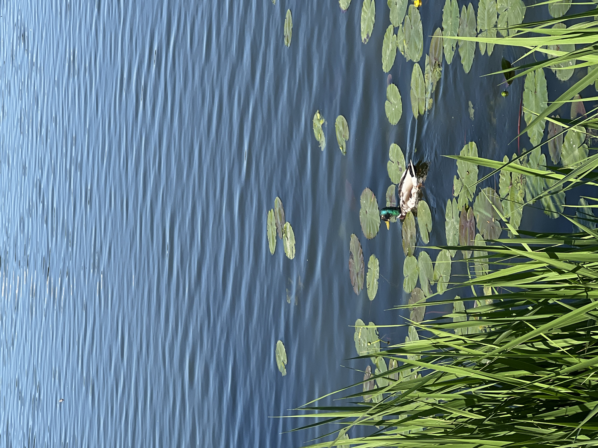The image depicts a natural scene on a body of water, likely a pond or lake, with lily pads scattered across the surface. In the foreground, tall green reeds or grass grow along the edge of the water. A single mallard duck, identifiable by its green head and patterned plumage, is swimming in the water, navigating through the lily pads. The water is calm with gentle ripples, reflecting the bright blue sky. There are no people visible in the image, and no man-made structures are apparent, suggesting a natural or semi-natural environment. The scene is peaceful and evokes a sense of tranquility. The location is specified as Ternopil, Ukraine.