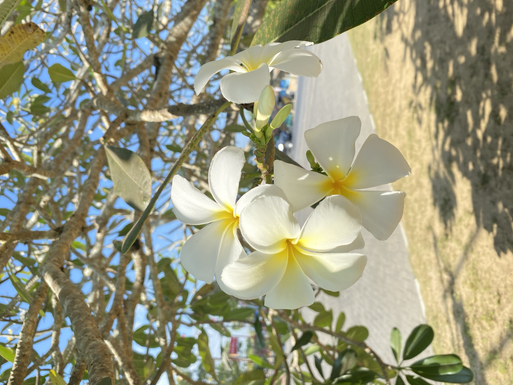 A close-up, vertically oriented, natural light outdoor shot features a cluster of white and yellow plumeria flowers in the foreground, set against a backdrop of branches, leaves, and a bright blue sky. The flowers are in various stages of bloom, with some fully open and others appearing as buds. The surrounding branches are gnarled and textured, with some leaves visible. In the blurred background, a light-colored paved surface, likely a pathway or road, is visible, along with hints of greenery and what appear to be buildings or structures in the distance. The overall impression is one of a sunny day in a tropical or subtropical environment. The scene is likely located in the city of Kendari, Indonesia, known for its tropical climate and abundant flora.