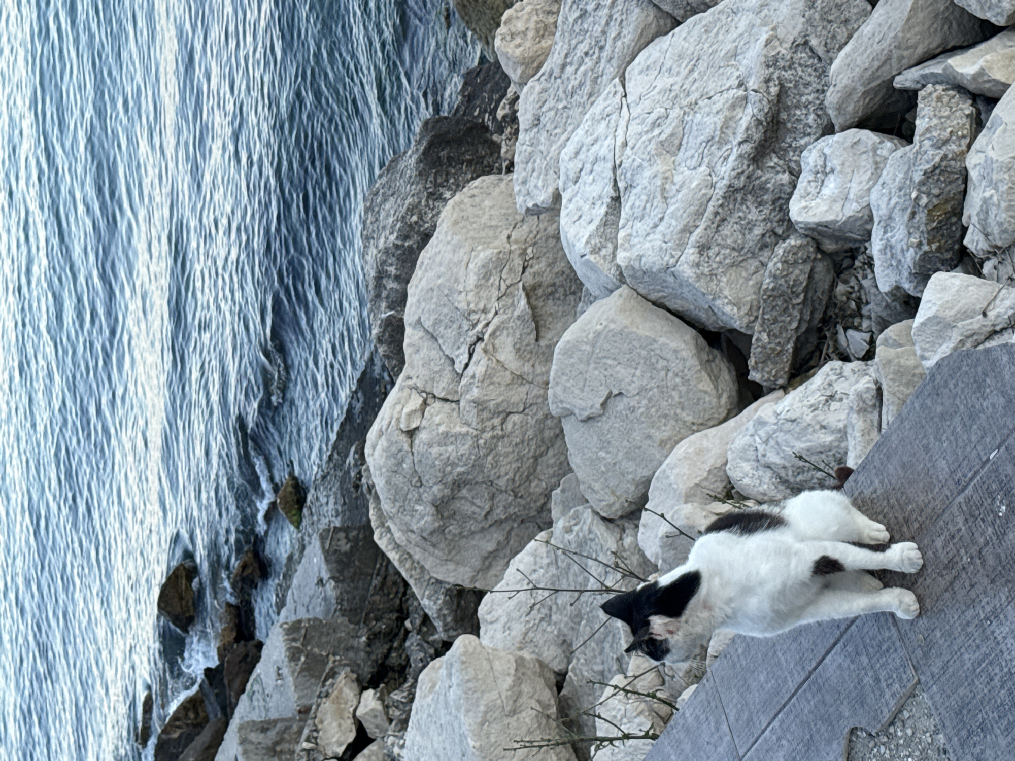 A black and white cat sits on a wooden plank walkway, facing left. The cat has black markings on its head, ears, back, and tail, with a white chest, belly, and paws. The walkway is made of weathered gray planks. Behind the cat, a rocky shoreline meets the blue ocean. The rocks are predominantly large, light-colored boulders, with some smaller stones and pebbles scattered amongst them. Thin, dry branches are visible near the cat and protruding from between the rocks. The water is calm with gentle ripples, and the sky is not visible in the frame.