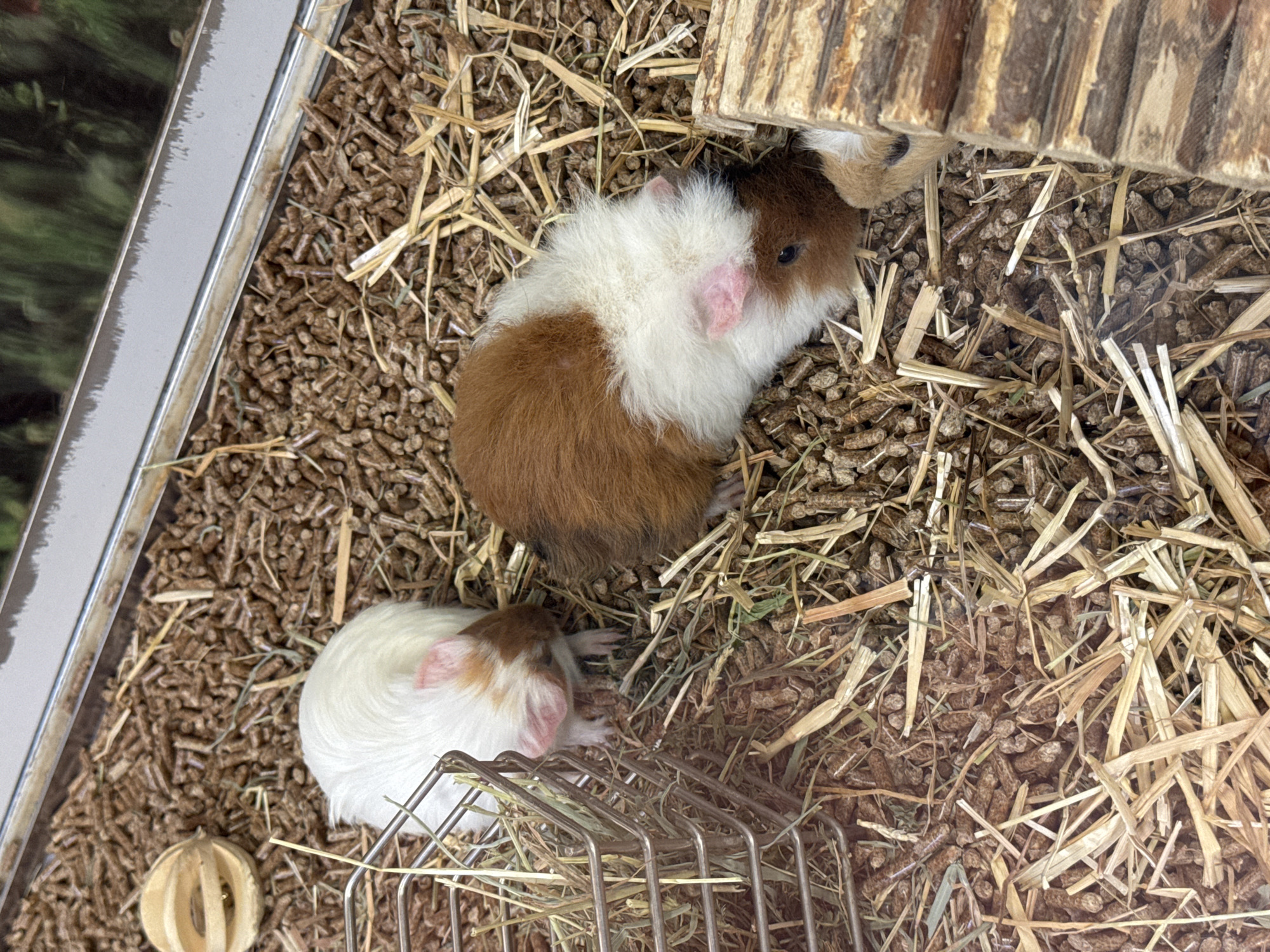 The image shows two guinea pigs in a cage or enclosure. The guinea pigs appear to be domestic pets, with one being brown and white and the other predominantly white with brown markings. They are surrounded by bedding material consisting of wood pellets and hay or straw. A wooden structure is partially visible at the top of the frame, potentially providing shelter for the guinea pigs. In the lower left corner, there is a wooden ball and in the lower center, there's a metal hay rack. The overall setting suggests a pet shop or a domestic environment designed for small animals. The location, Villebon-sur-Yvette, France, is only implied by the origin of the image and is not evident from the visual content alone.