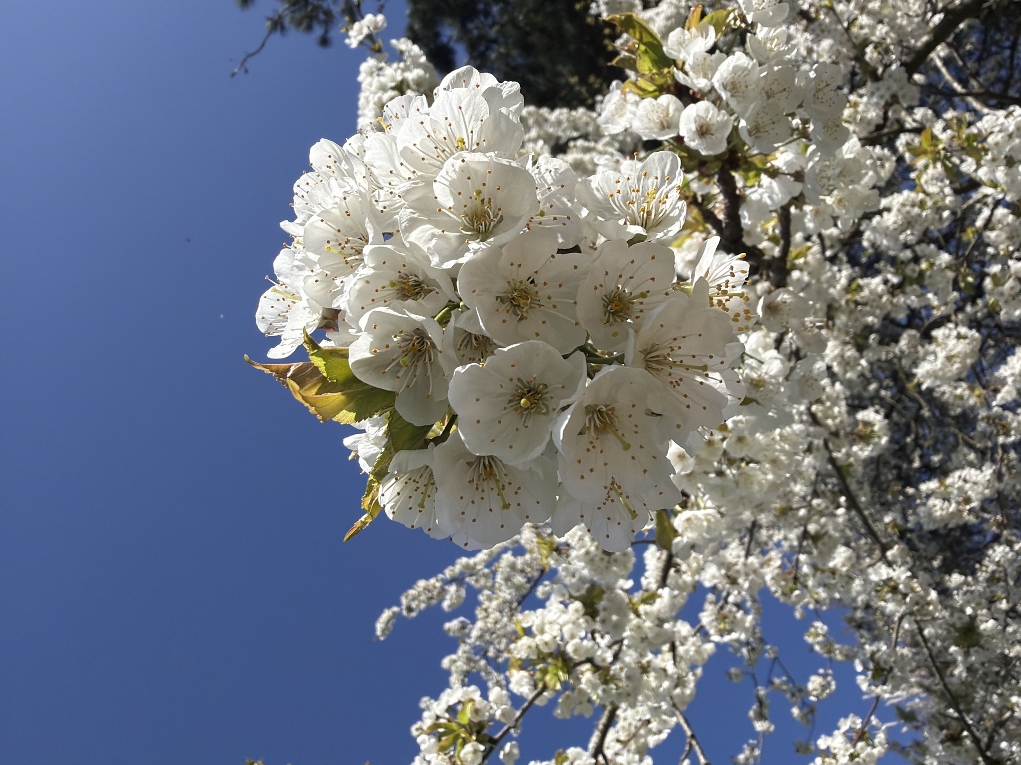 A low-angle shot captures a cluster of white blossoms against a clear blue sky. The blossoms are densely packed, forming a spherical shape, and show prominent yellow stamens. Other blossoms are visible in the background, along with dark branches and a few green leaves. The location is Tonbridge and Malling, United Kingdom, as it is the location the image was taken in.