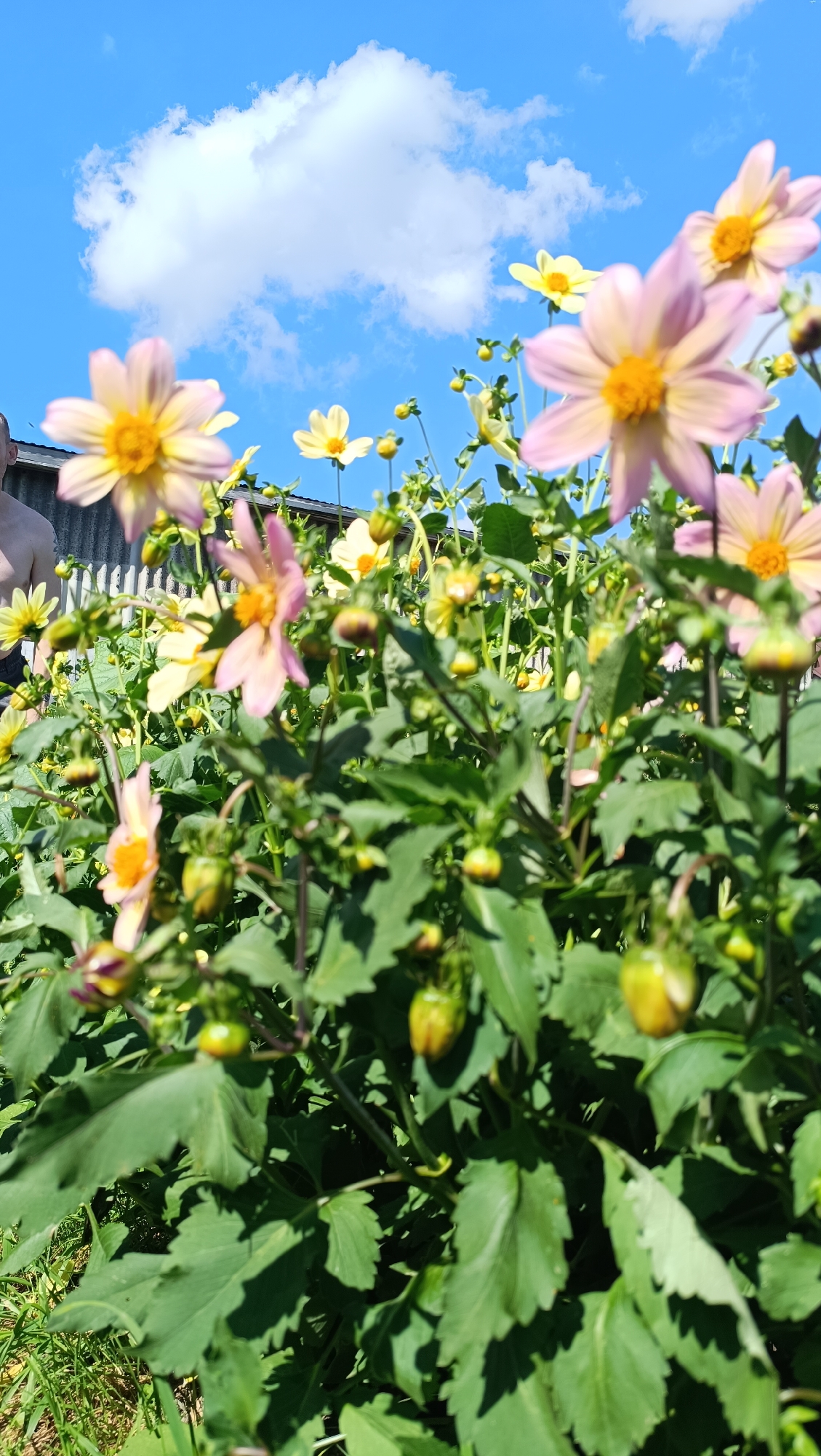 This image depicts a garden setting with several light pink and yellow dahlia flowers in bloom. The flowers are the primary focus, with their petals and yellow centers clearly visible. Among the flowers, green buds and dark green foliage are present. In the background, a white wooden fence is visible, and a portion of a person's shoulder and arm can be seen on the left side of the frame. The sky above is bright blue with scattered white clouds. The scene suggests a sunny day in a backyard or garden area. The provided location of Karsha, Russia, indicates the geographical context of this outdoor scene.