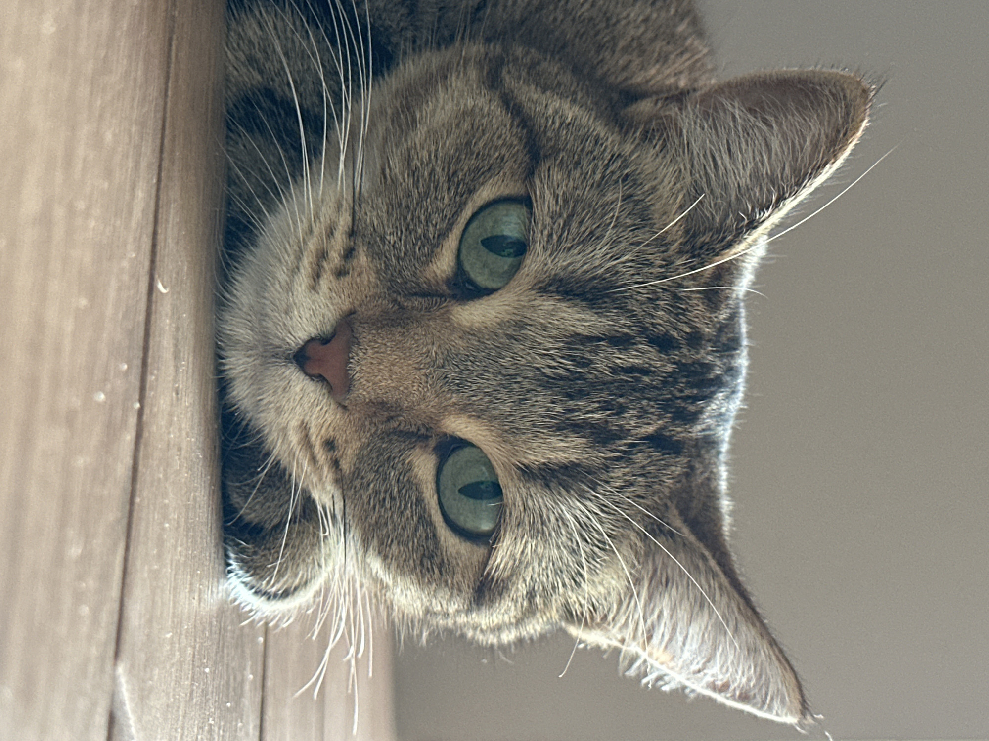 A close-up, head-on, eye-level shot captures a tabby cat's face as it rests on a wooden floor. The cat's eyes, with striking green irises, are wide open and directed forward. Its ears are perked, and its whiskers fan out horizontally. The background is a muted, light gray wall, with the wooden floor taking up the bottom portion of the frame. The lighting appears to be natural, casting soft shadows. The cat is brown and black striped, with a pink nose.
