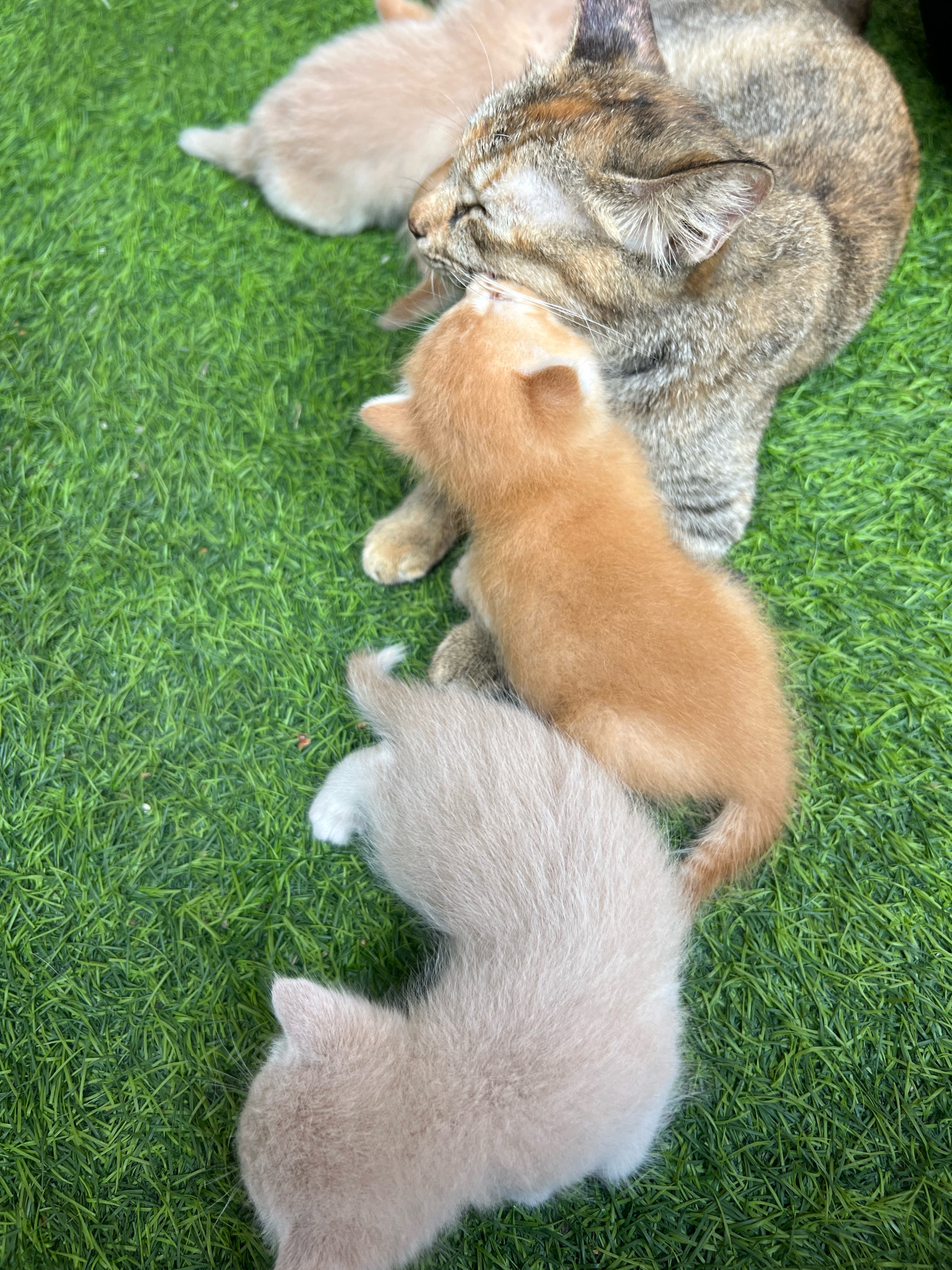 A mother cat, brindled brown and grey, is nuzzling a small orange kitten on a patch of artificial green grass. To the right of the orange kitten, another kitten, pale cream in color, is curled up, its back to the viewer. To the left of the mother cat, a third kitten, also pale cream, is partially visible, its head turned away. The scene suggests a domestic setting, possibly a backyard or patio, in Denpasar, Indonesia.