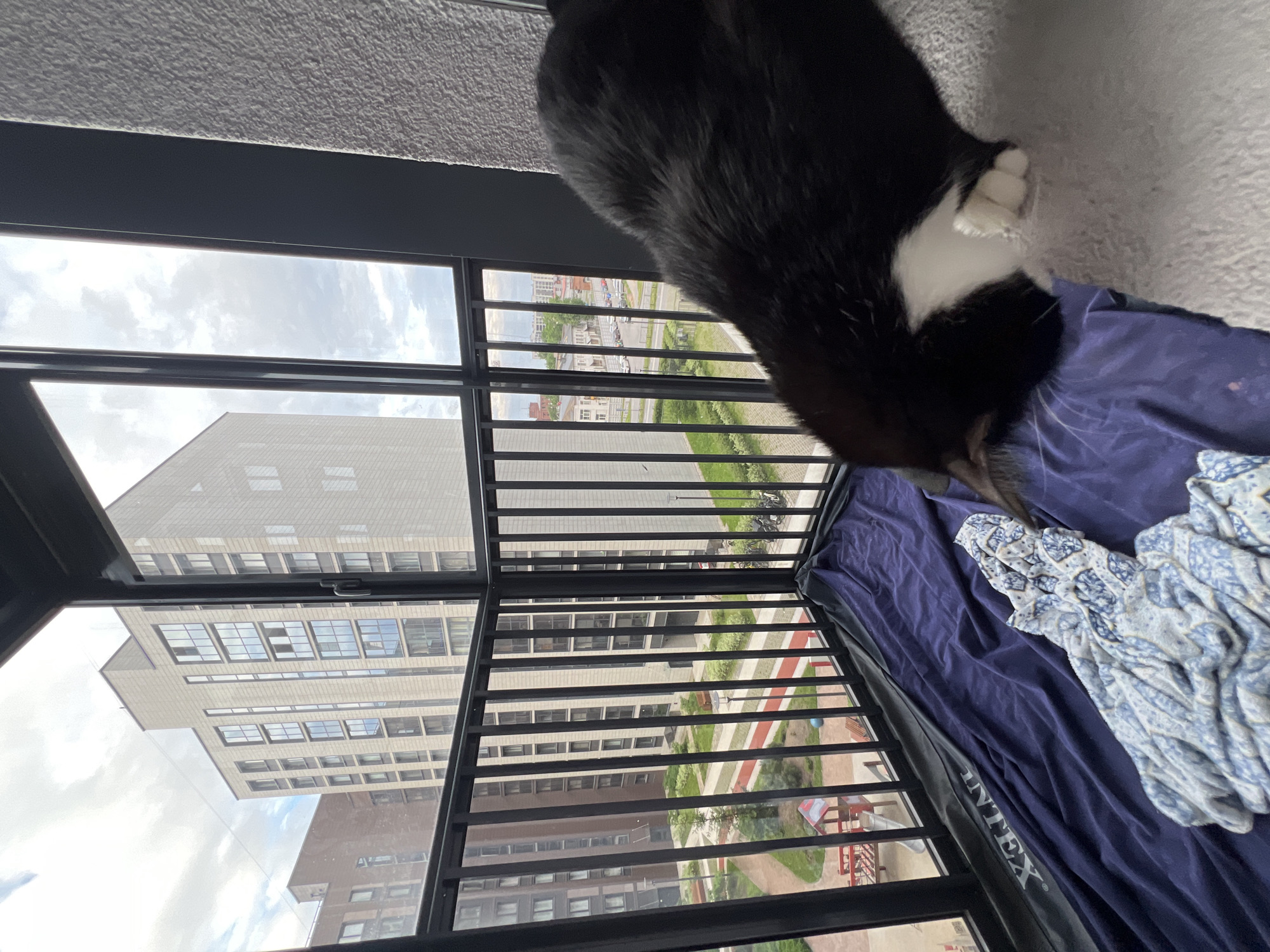 The image captures a partial view of a black and white cat situated indoors, looking out through a window or balcony with a protective railing. The cat, mostly black with white fur on its chest and paws, is positioned on what appears to be a purple inflatable mattress or bed. A patterned blue and white blanket is partially visible on the mattress. The text "INTEX" is discernable on the side of the purple mattress.
Beyond the cat and the immediate indoor setting, the view outside reveals a cityscape, likely in Saint Petersburg, Russia. Multiple multi-story residential buildings with numerous windows dominate the scene. The buildings have light-colored facades. Between the buildings, there are green areas with trees and bushes, paved walkways, and what looks like a residential courtyard or communal space, including a small playground or seating area with red elements. Cars are visible parked in the distance. The sky is cloudy, suggesting an overcast or partly cloudy daytime. The image is taken from an elevated perspective, looking down and across the urban landscape. The cat's activity is observing the outdoor environment.