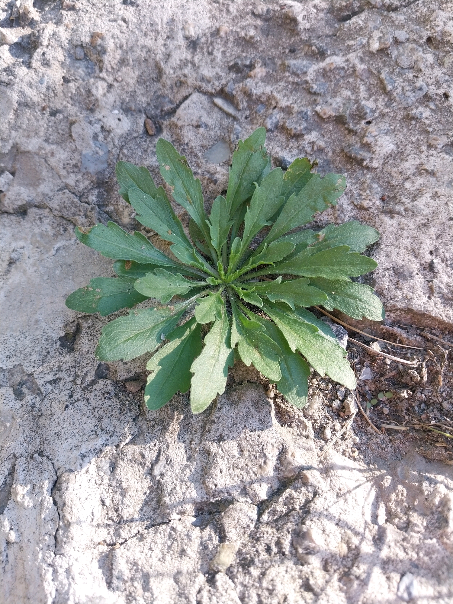 A close-up, overhead shot captures a small, leafy green plant growing in a crack of a light-colored, rough, concrete surface. The plant has a rosette of deeply lobed leaves that are a vibrant green and appear slightly fuzzy along their edges and stems. The concrete surface is textured with small pebbles and visible cracks, suggesting it is an outdoor urban environment. The lighting indicates it is daytime, with shadows casting across the concrete. The scene is devoid of any people or animals.