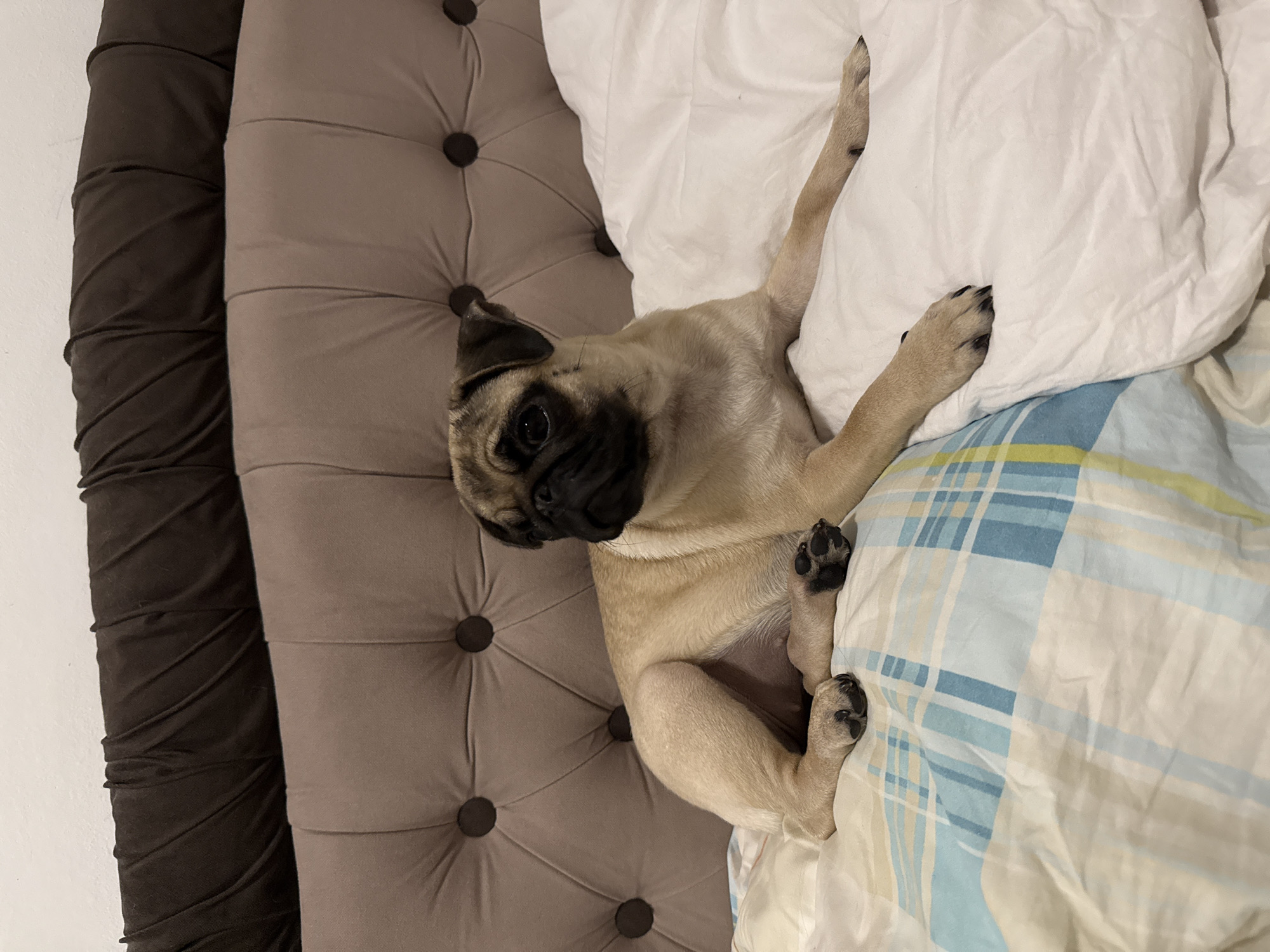 A fawn-colored pug dog is lying on a bed with its head turned to the left, facing away from the camera. The dog is positioned on a white duvet with a blue and yellow plaid patterned duvet cover underneath. The bed has a large, tufted headboard with dark brown buttons. The headboard is upholstered in a taupe fabric and is topped with a dark brown fabric with a pleated design. The background is a plain white wall.