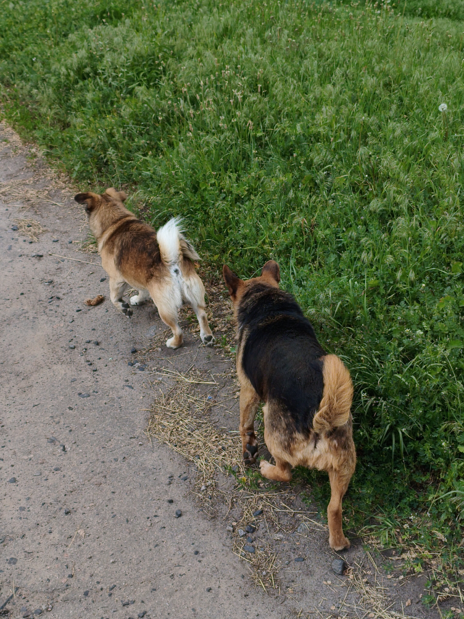 Two dogs stand on a rough asphalt path alongside a patch of lush green grass. The dog closest to the viewer is black and brown. The other dog is brown and white. A small pile of feces is on the path near the white and brown dog.