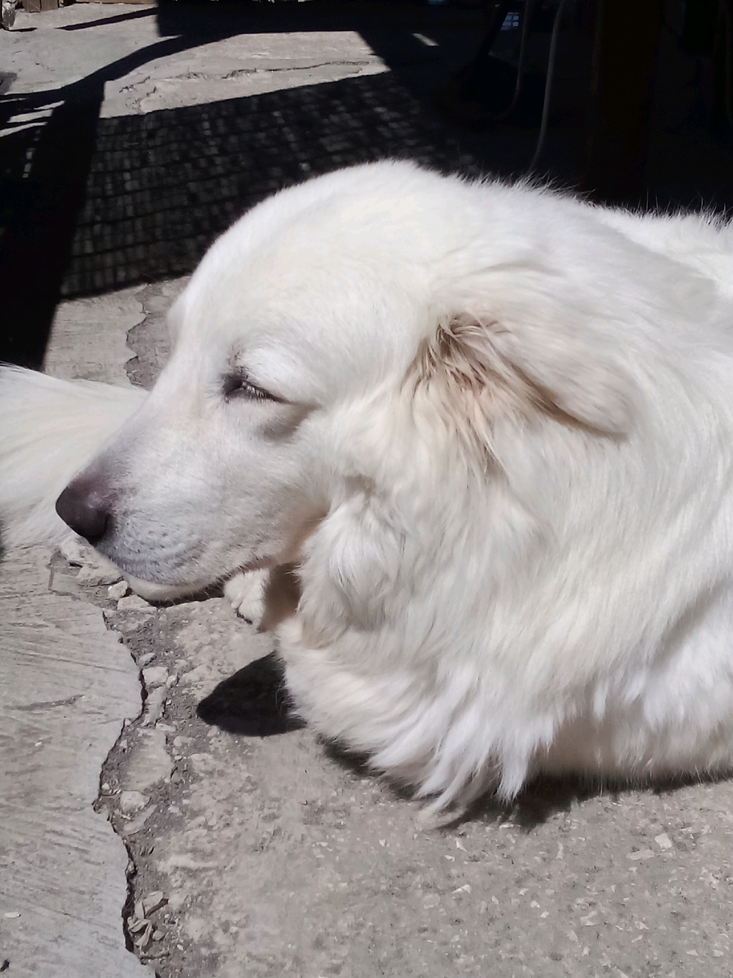 A close-up, eye-level, medium shot shows a large white dog with its head resting on a rough, grey concrete surface. The dog is lying down, facing left, with its eyes closed and its muzzle resting on its paws. The dog's fur is thick and fluffy, and its ears are visible, with some light brown coloring inside. The background consists of the concrete ground and a dark, textured surface with a checkered shadow pattern, suggesting it is outdoors and possibly under a structure like a pergola. The overall lighting indicates a bright, sunny day. The scene does not contain any people or specific landmarks that would identify the location as Santomenna, Italy.