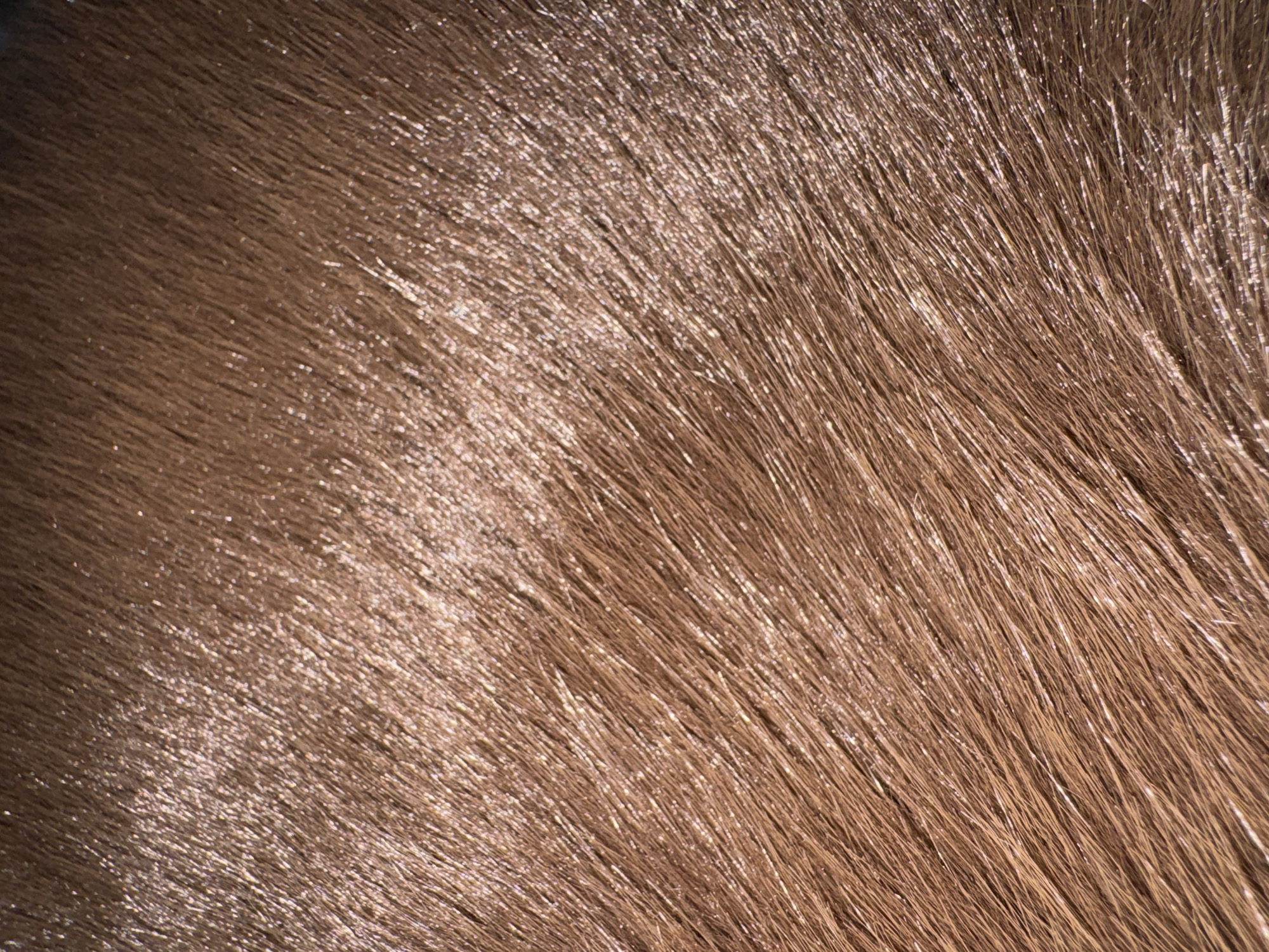 The image shows a close-up view of brown animal fur. There is no discernible information related to the city of Chaikovsky, Russia, people, subjects, objects, actions, or interactions in the environment. The image is solely focused on the texture and color of the fur.