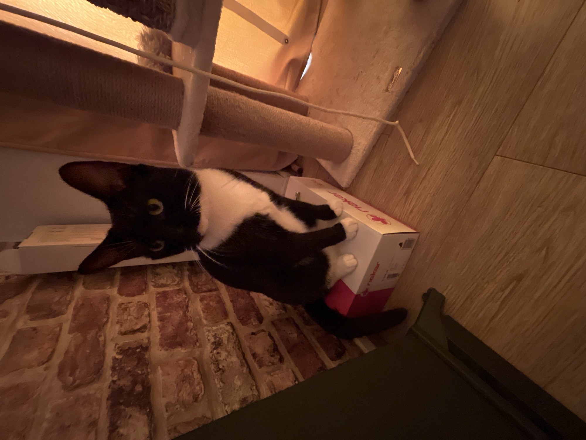 A black and white cat is sitting on a pink and white box, on a wooden floor. The cat is facing forward, with its tail wrapped around its body. Behind the cat is a brick wall. To the right of the cat is a cat tree with a beige scratching post. The lighting in the image is warm and appears to be from artificial sources, casting shadows on the wooden floor and brick wall. The overall scene appears to be indoors, possibly in a residential setting. No specific details about Fresnes, France are visible in the image.