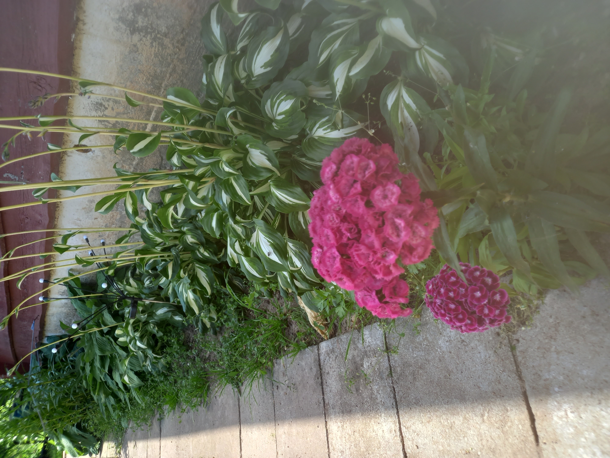 The image depicts a garden path made of concrete slabs. To the right of the path, a variety of plants are visible. In the foreground, there are two clusters of pink flowers. Behind these flowers, there are hosta plants with variegated green and white leaves. Tall, thin stalks with small buds rise from the hostas, and some have small white orbs attached, possibly decorative lights. The background features a weathered, textured wall, possibly part of a building. The scene is outdoors, suggesting a residential or public garden area. The mention of Adutiškis, Lithuania, indicates the geographical context of the image.