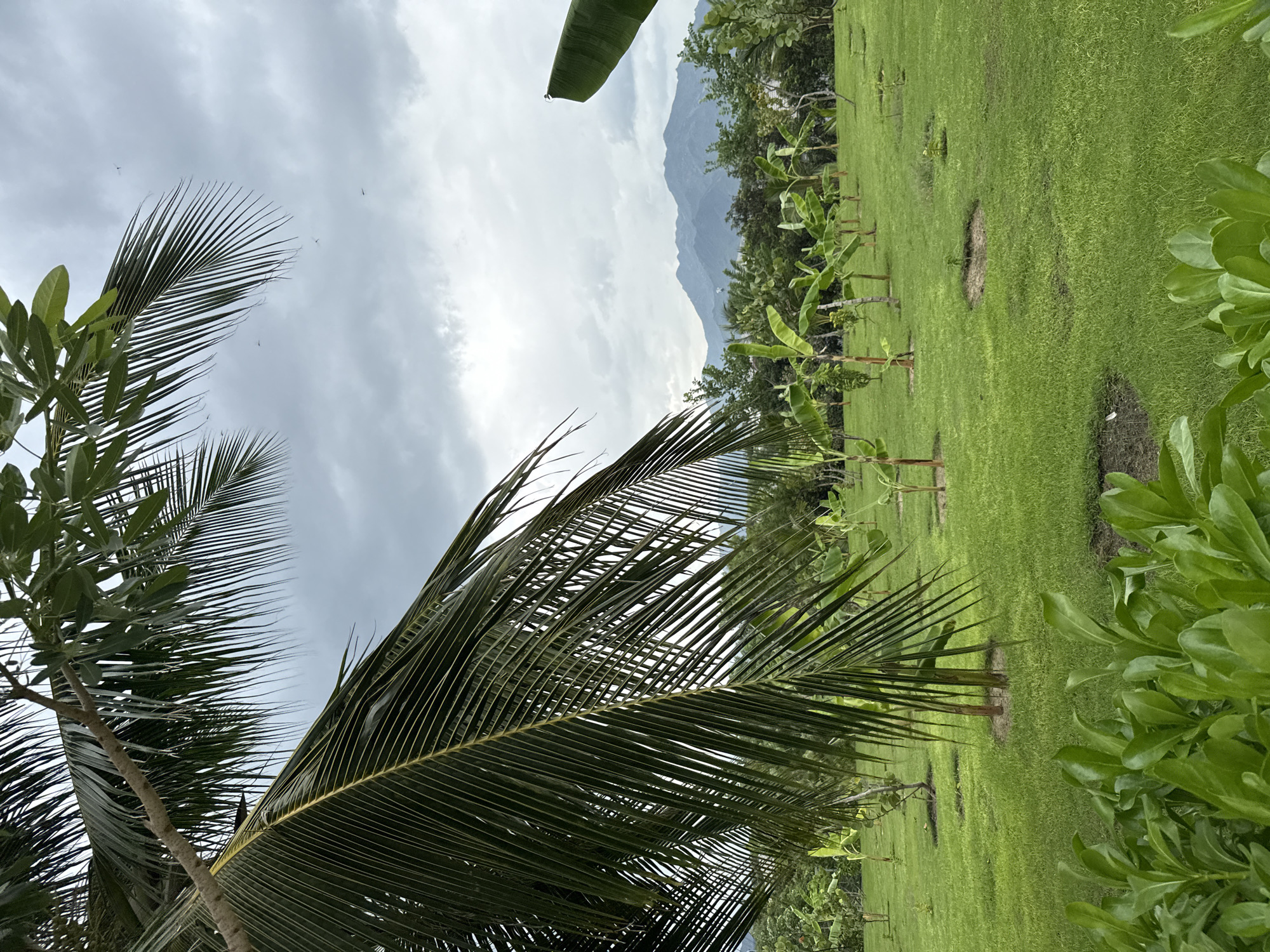 The image shows a lush green lawn with numerous young banana trees planted in rows. In the foreground, a large palm frond dominates the left side of the frame, casting shadows on the grass. In the background, a line of trees separates the lawn from a mountain range under a cloudy sky. The scene appears to be a park or agricultural area in Cam Đức, Vietnam. There are no people visible in the image, and no actions or interactions are taking place. The overall environment is natural and serene.
