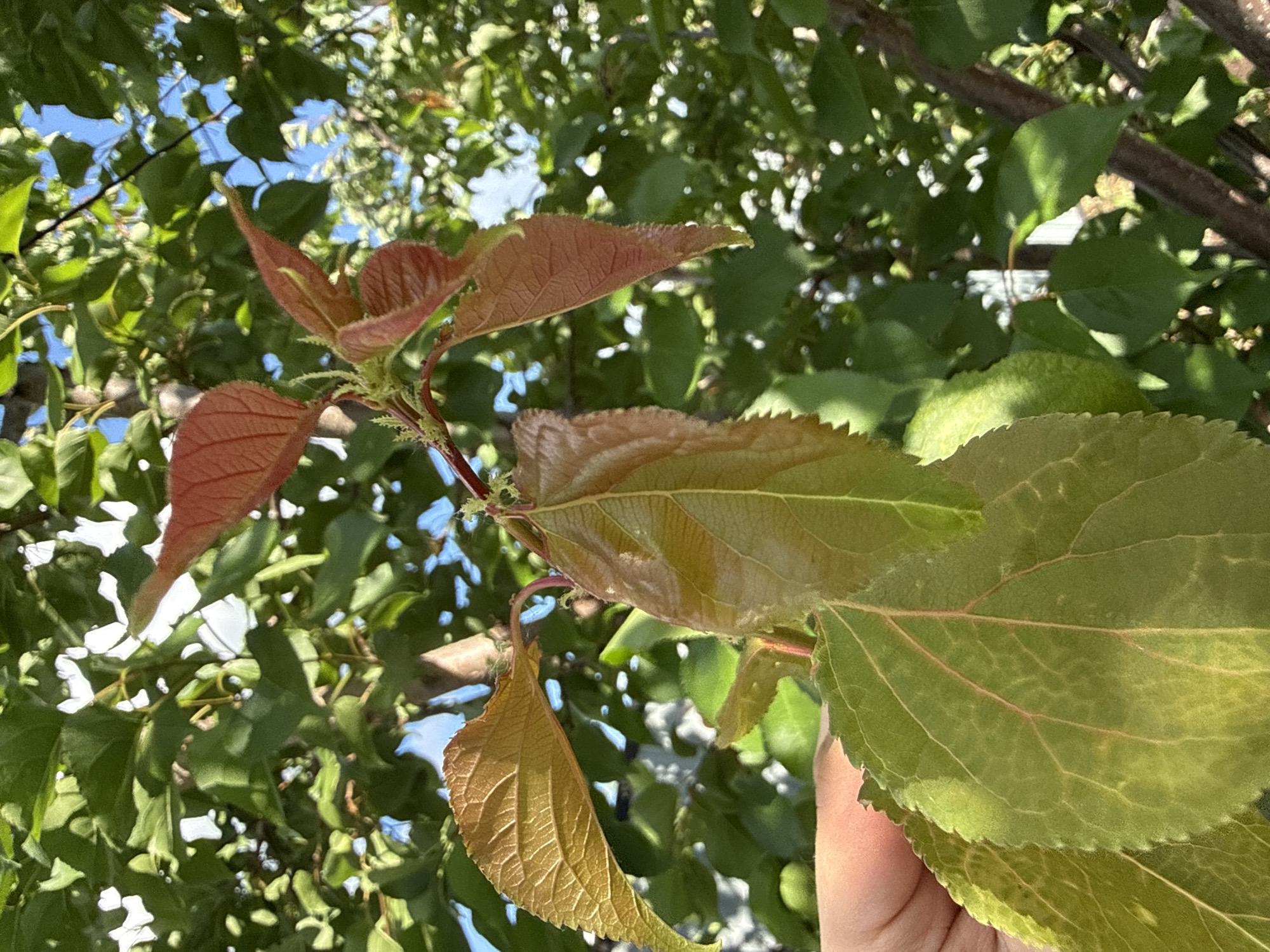 The image shows a close-up of a tree branch with leaves, likely in an outdoor setting. The leaves vary in color from reddish-brown to green, with the newer leaves appearing more reddish and the mature leaves a vibrant green. Some leaves exhibit a textured or serrated edge. The background consists of additional foliage and glimpses of blue sky, suggesting a sunny day. A person's hand is partially visible in the bottom right corner, indicating someone is holding the branch. The exact location in the city of Unknown, Unknown is not discernable from the provided image.